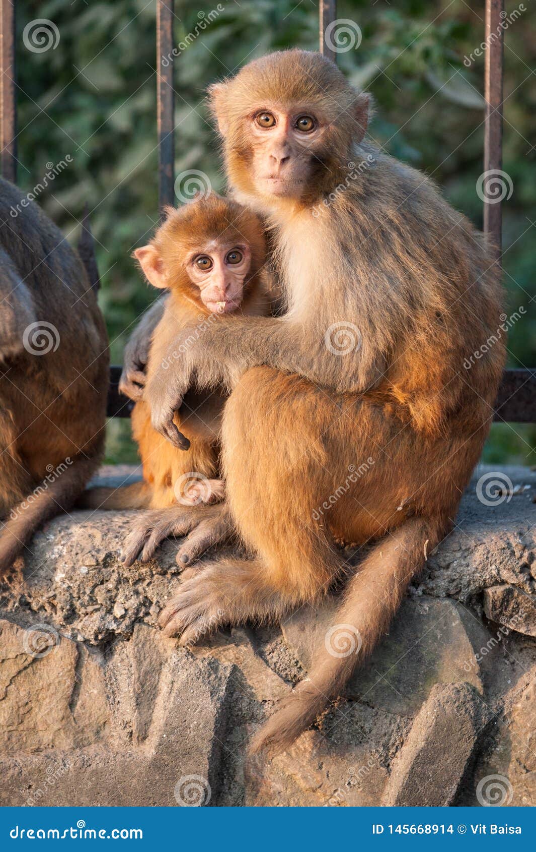 Mere De Singe Tenant Son Bebe Pres Du Temple A Katmandou Nepal Singes De Katmandou Nepal Un Petit Singe Mignon Photo Stock Image Du Amour Visage Mere De Singe Tenant Son Bebe Pres Du Temple A Katmandou Nepal Singes De Katmandou Nepal Un Petit Singe Mignon Photo Stock Image Du Amour Visage