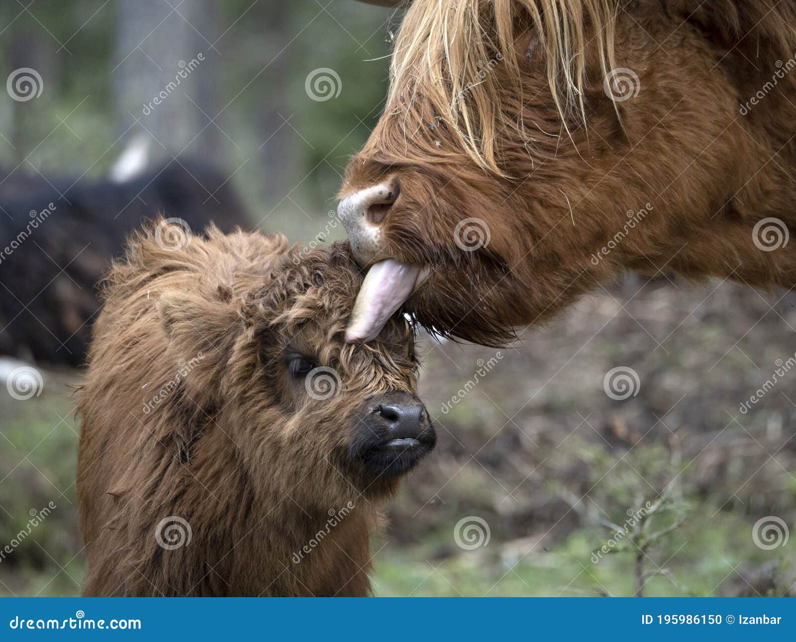 Mere Velue De Vache De L Ecosse Et Highlander Veau Nouveau Ne Bebe Photo Stock Image Du Montagne Noir