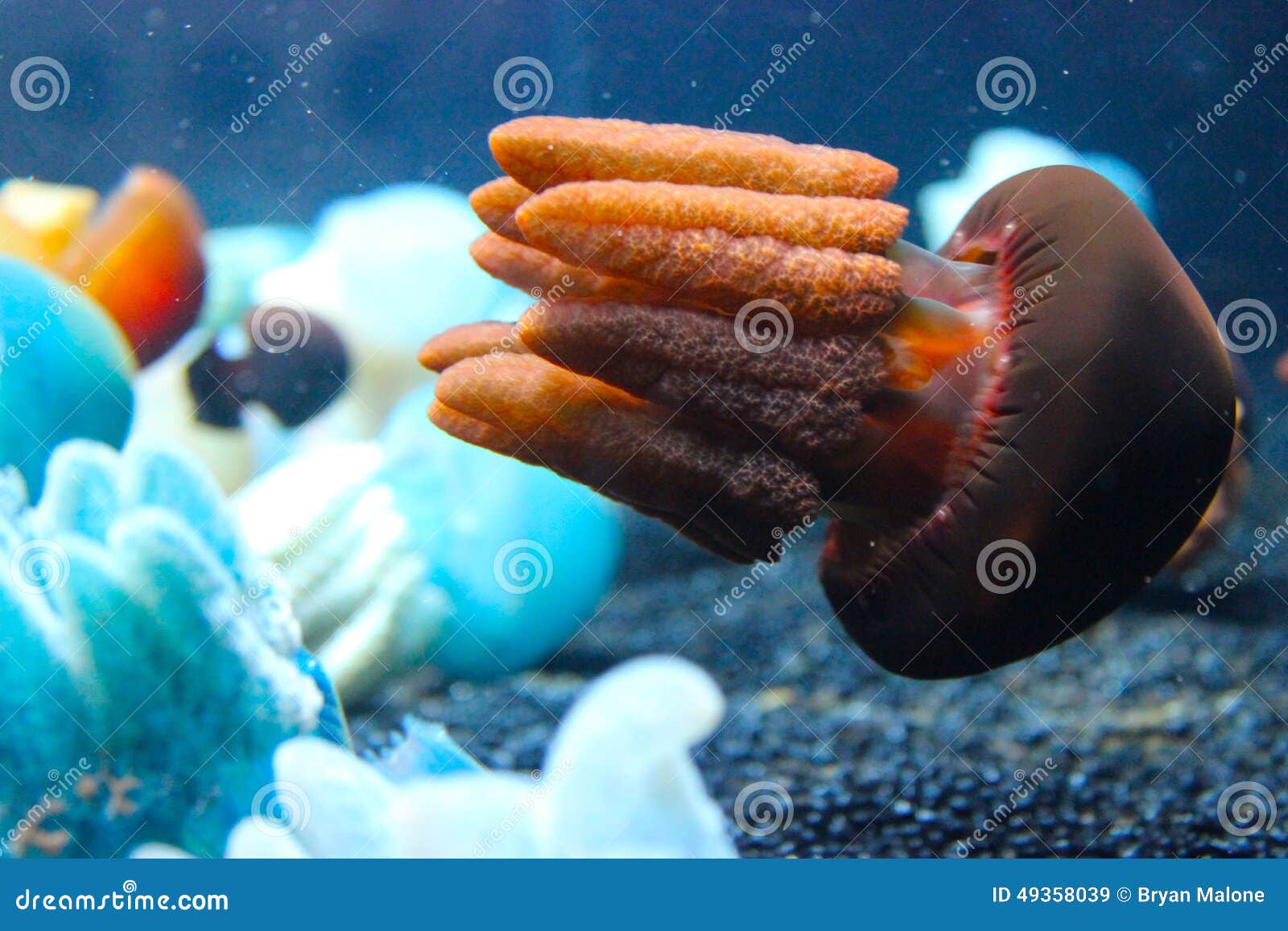 Meduses De Bebe Image Stock Image Du Poissons Manoeuvres Meduses De Bebe Image Stock Image Du Poissons Manoeuvres