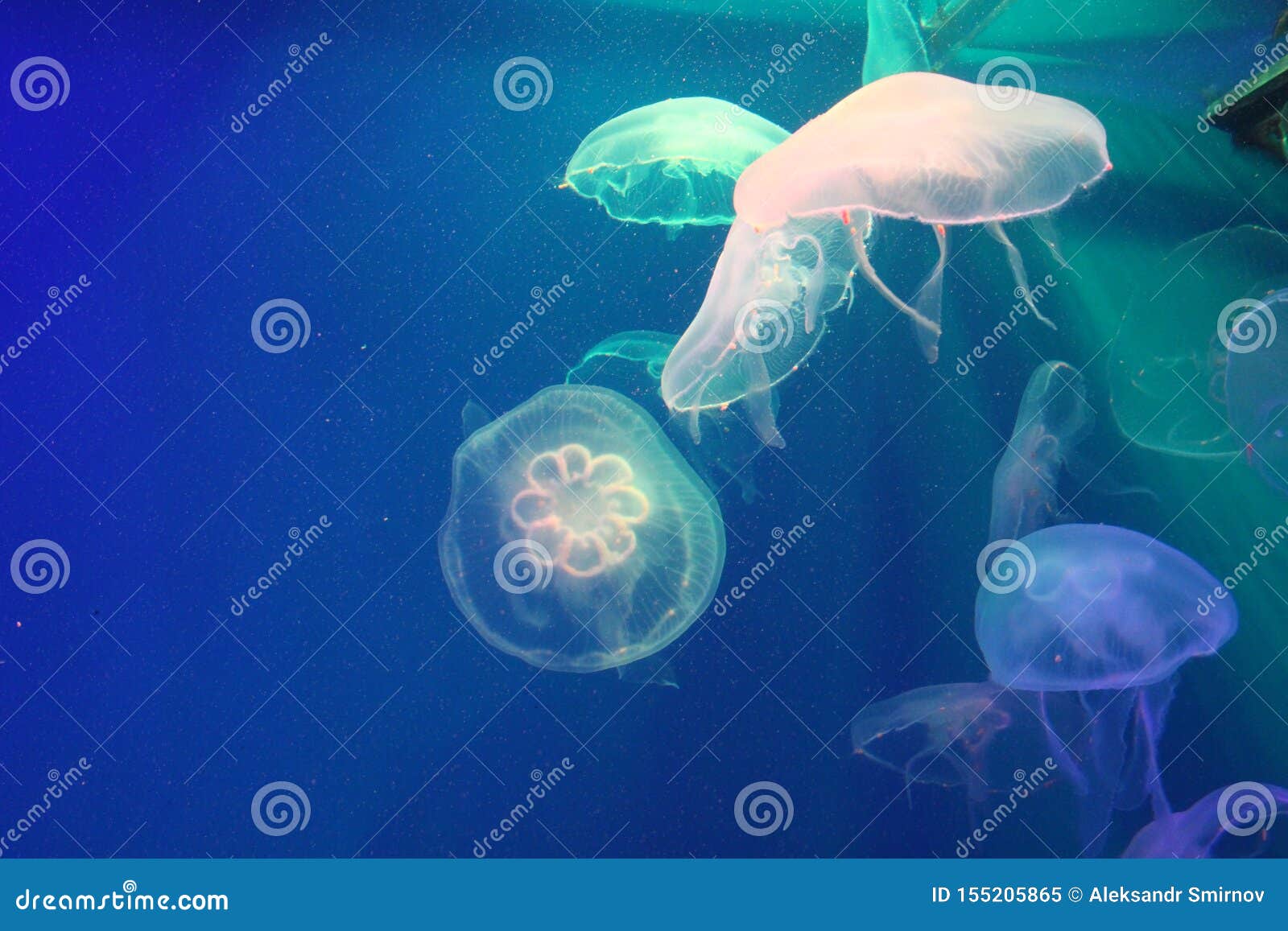 Meduses En Mer Illuminee Par De Belles Lumieres Image Stock Image Du Animal Rougeoyer Meduses En Mer Illuminee Par De Belles Lumieres Image Stock Image Du Animal Rougeoyer