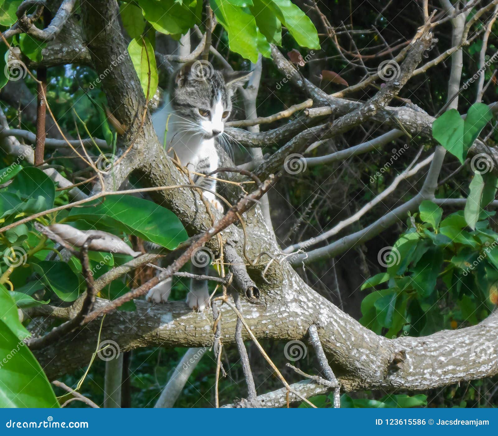 Melange De Camouflage De Chat Et D Arbre Photo Stock Image Du Arbres Pieds Melange De Camouflage De Chat Et D Arbre Photo Stock Image Du Arbres Pieds
