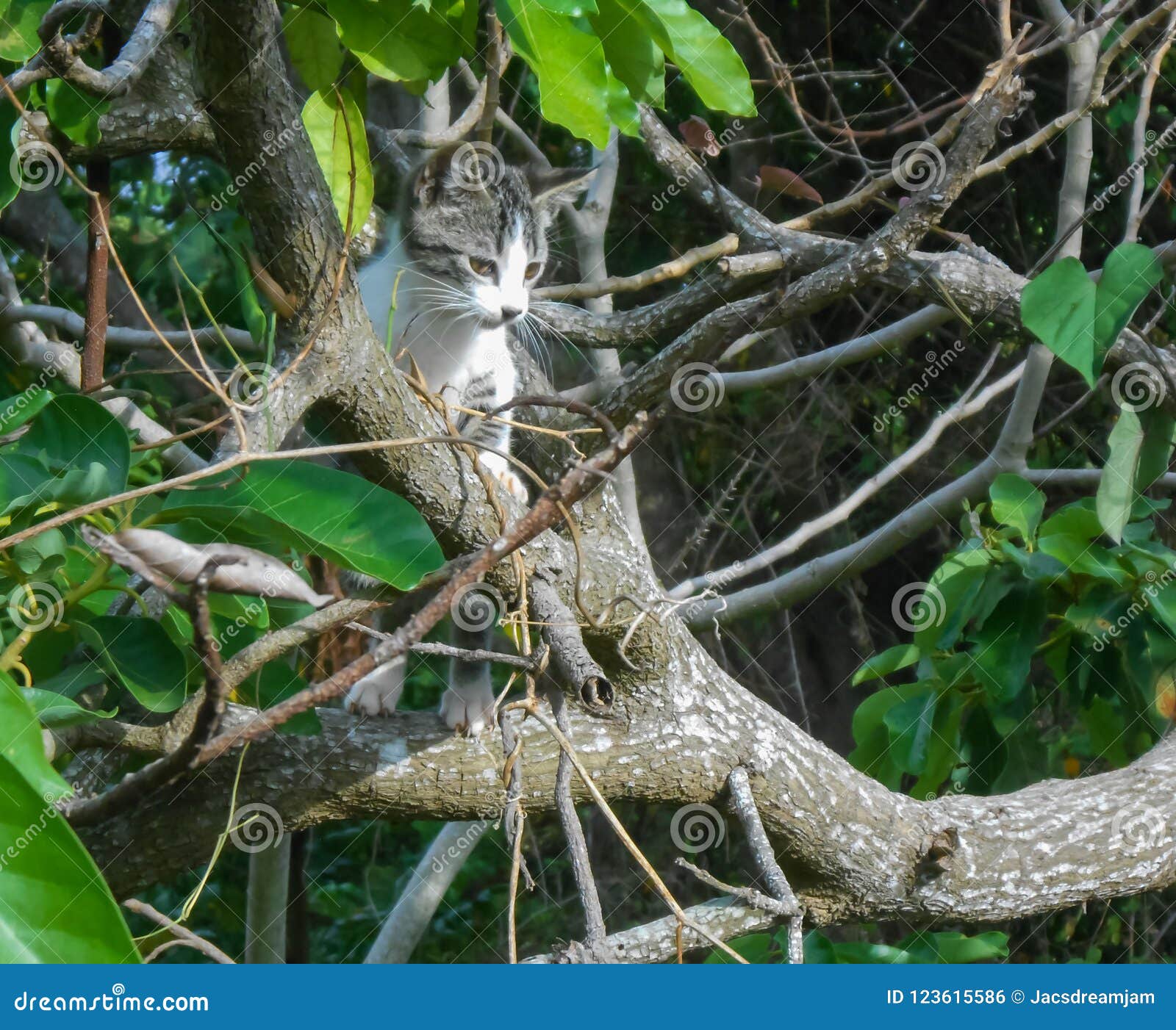 Melange De Camouflage De Chat Et D Arbre Photo Stock Image Du Arbres Pieds