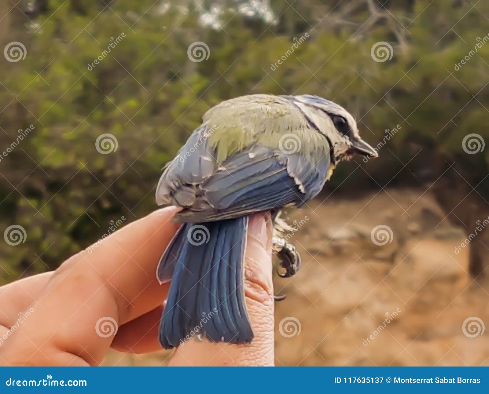 Mésange Bleue De Petit Oiseau Image Stock Image Du Bleu
