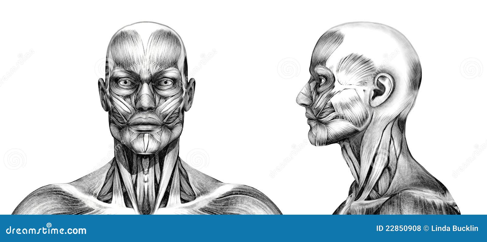 Músculos De La Cabeza - Estilo Del Dibujo De Lápiz Stock de ilustración - Ilustración de médico, hombre: 22850908 Músculos De La Cabeza - Estilo Del Dibujo De Lápiz Stock de ilustración - Ilustración de médico, hombre: 22850908
