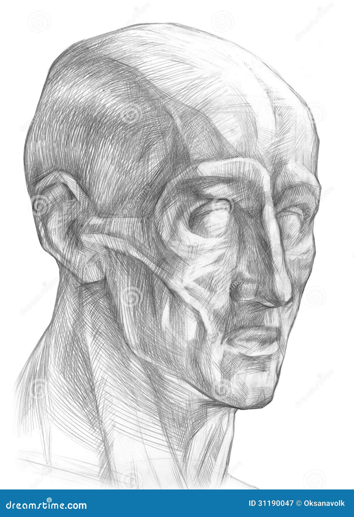 Músculos Del Ejemplo De La Cabeza Humana Stock de ilustración - Ilustración de trazado, mejillas: 31190047 Músculos Del Ejemplo De La Cabeza Humana Stock de ilustración - Ilustración de trazado, mejillas: 31190047
