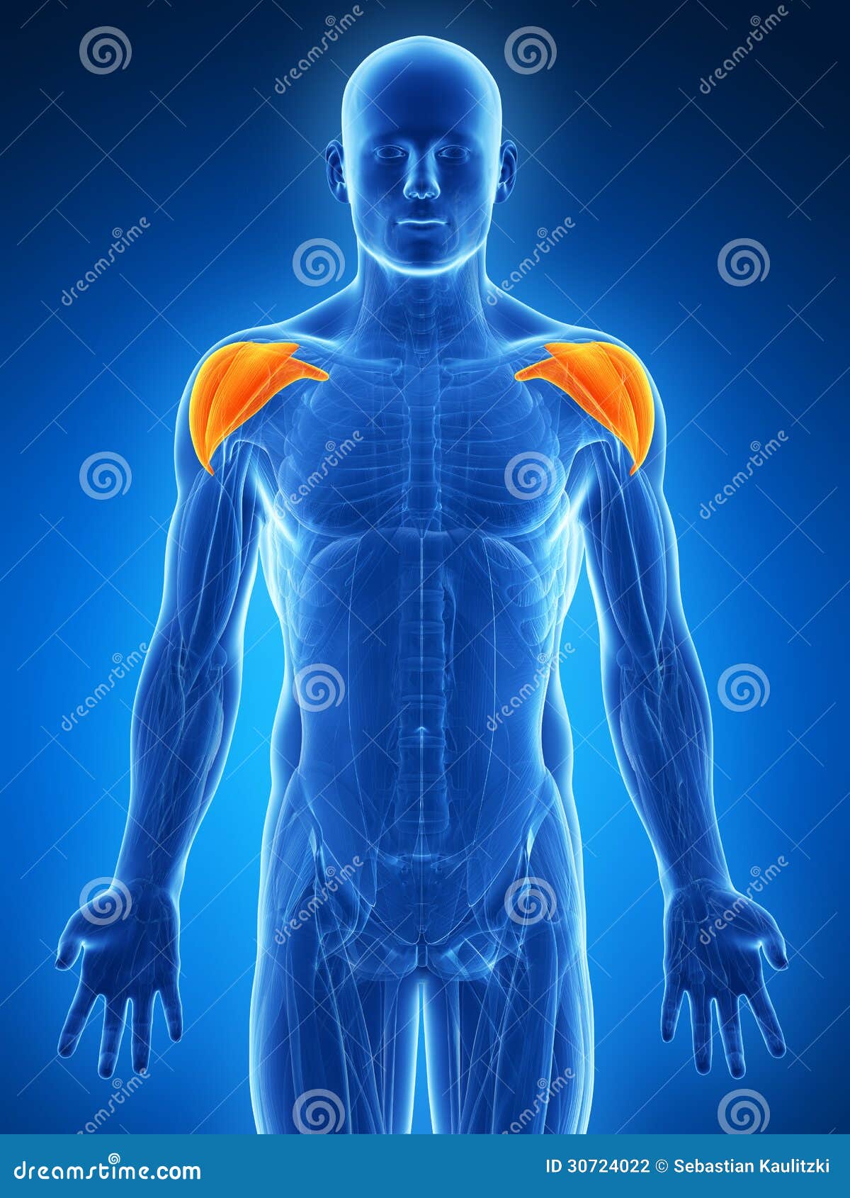 Músculos Do Ombro Em Destaque Ilustração Stock - Ilustração de fisiologia,  estrutura: 30724022, image size:1200x1690