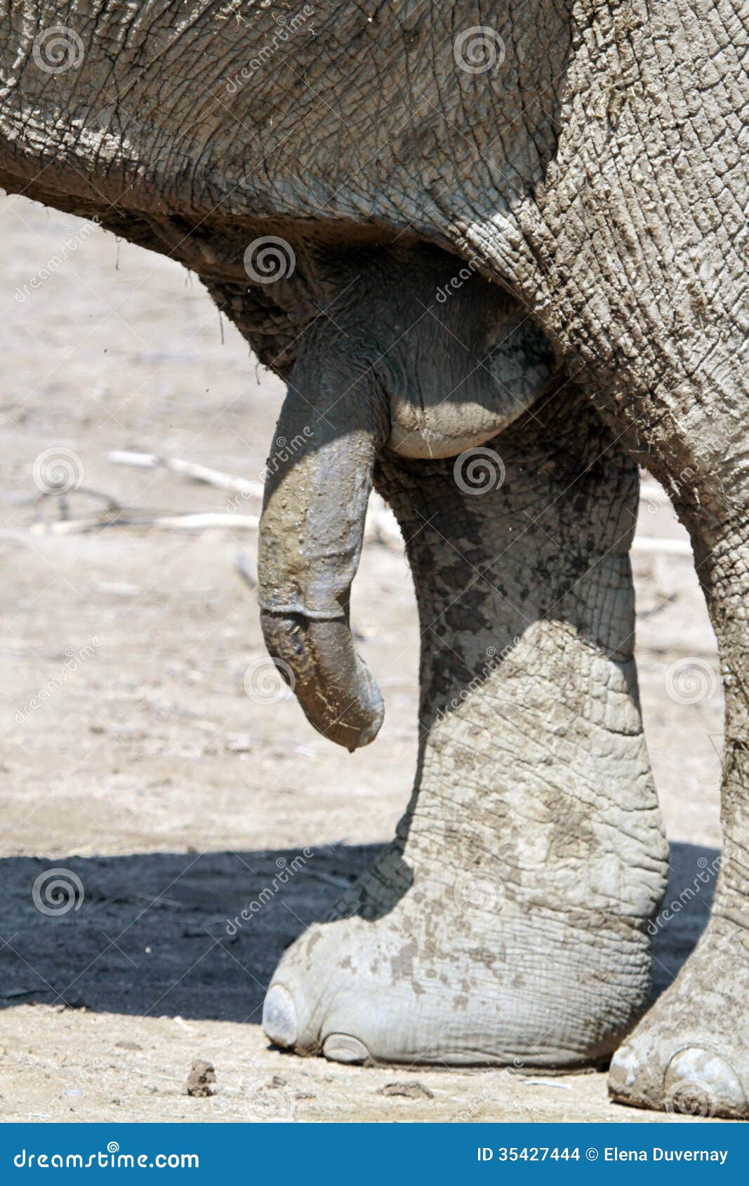 jak duży jest penis słoni