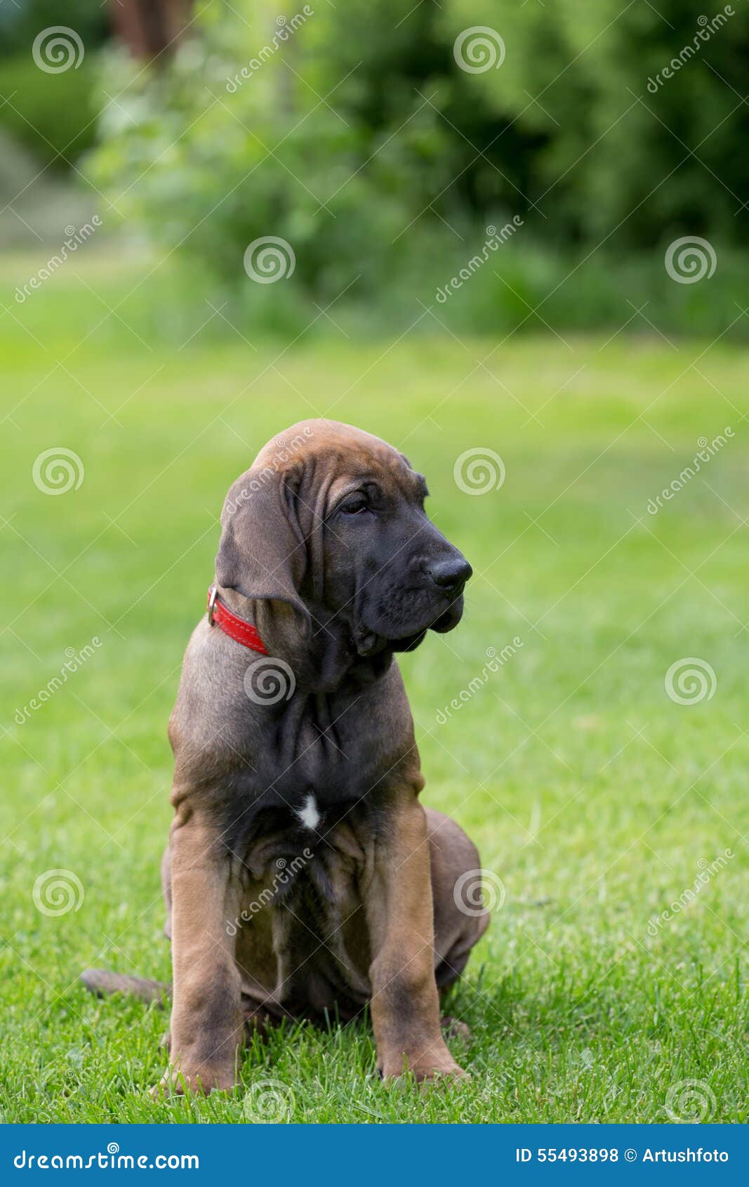 Młody Szczeniak Fila Brasileiro (Brazylijski Mastif) Zdjęcie Stock