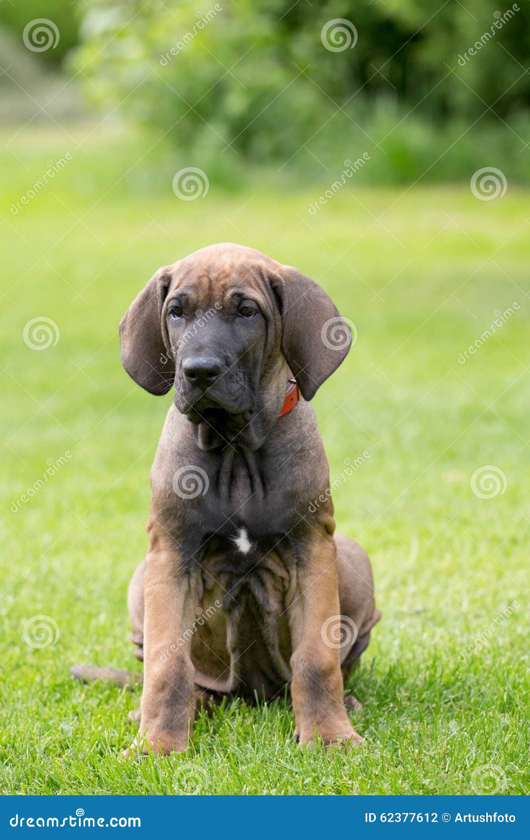 Młody Szczeniak Fila Brasileiro (Brazylijski Mastif) Zdjęcie Stock - Obraz  złożonej z baczny, trawy: 62377612