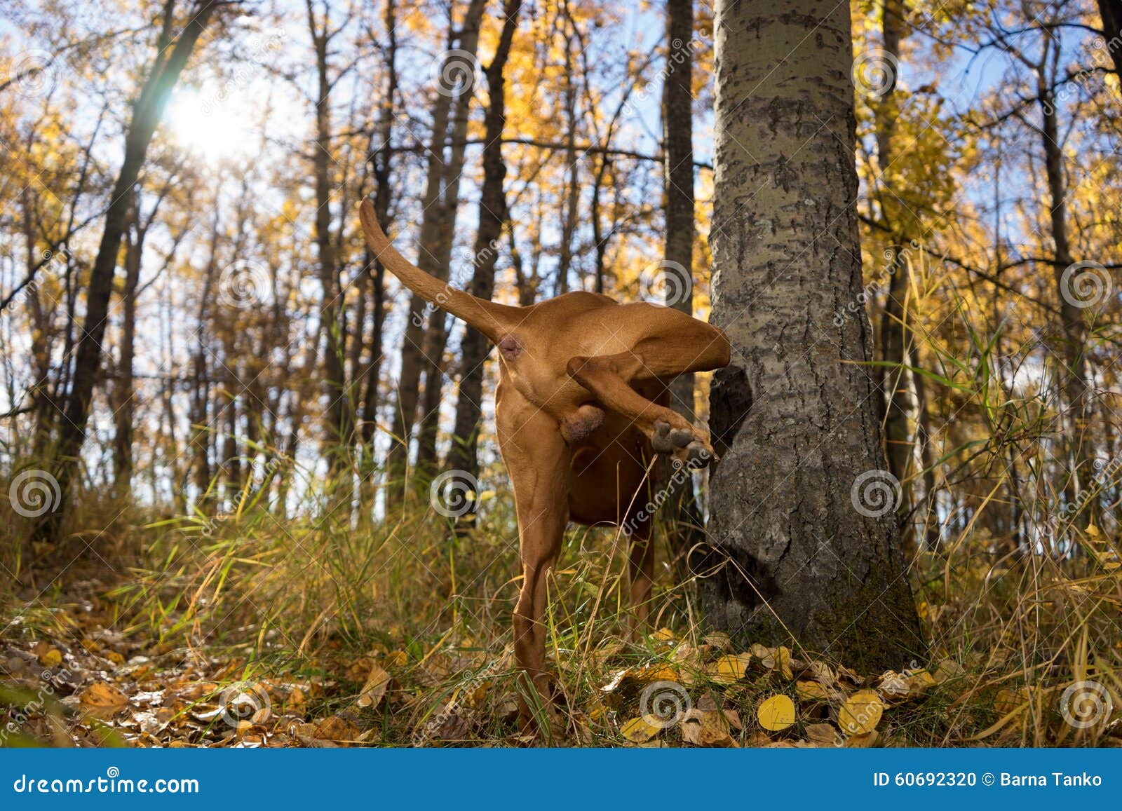 Männlicher Hund, Der Auf Baum Pinkelt Stockfoto Bild von fahrwerkbein