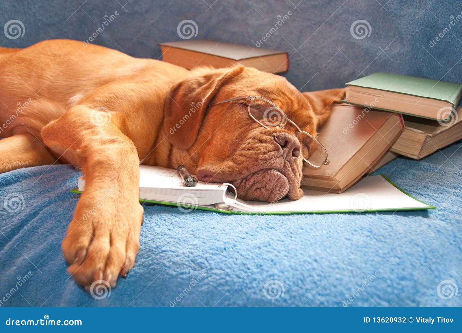 Müder Hund schlafend stockfoto. Bild von pupille, original 13620932