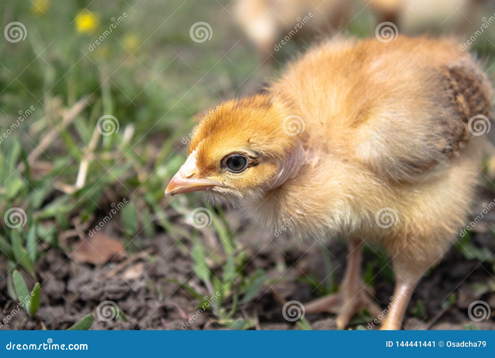 Little chicken, closeup, yellow chicken on the grass. Breeding small chickens. Poultry farming. Agriculture