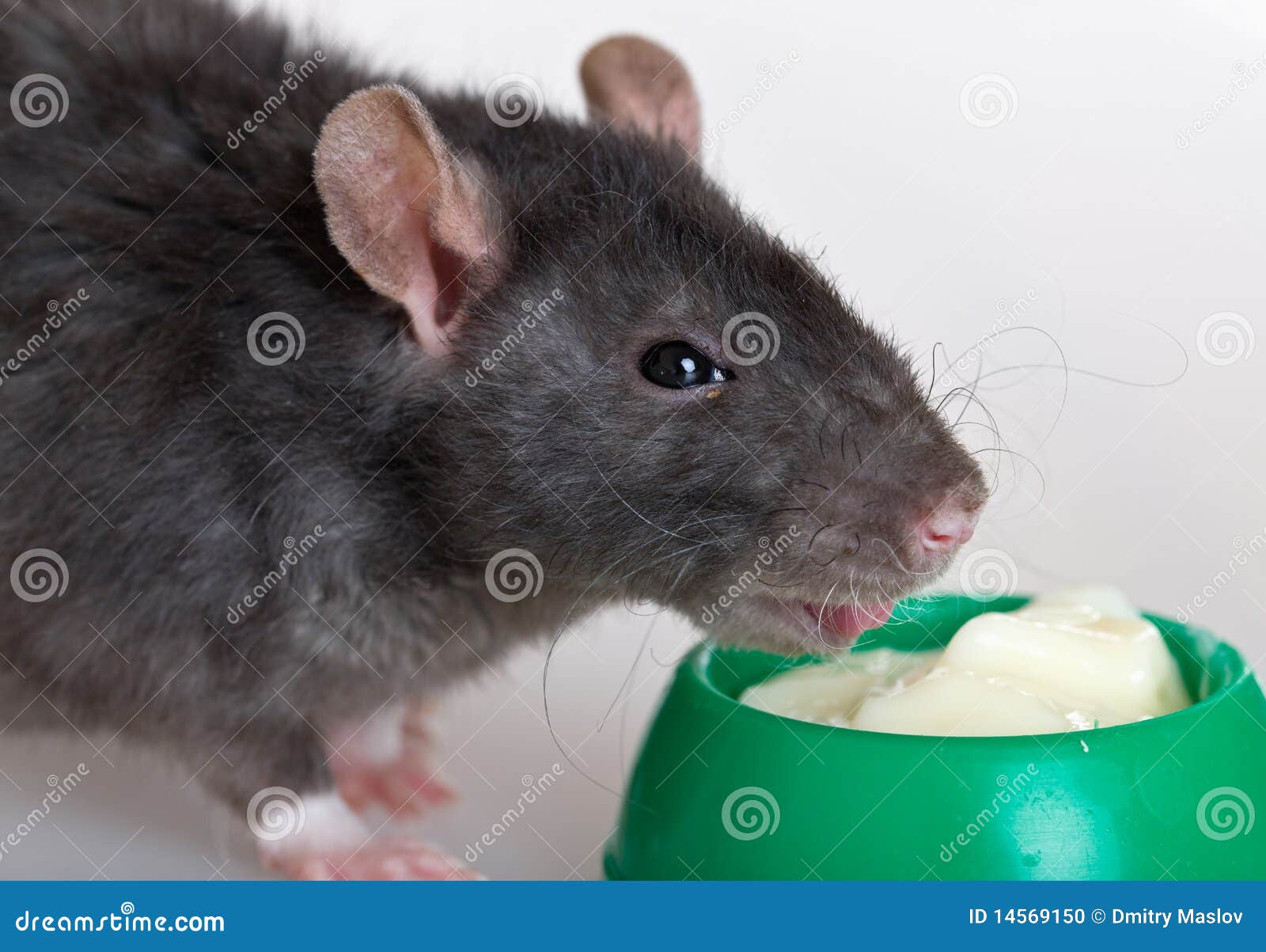 Почему крыса пищит. Миска с едой для крыс. Крыска с сыром.