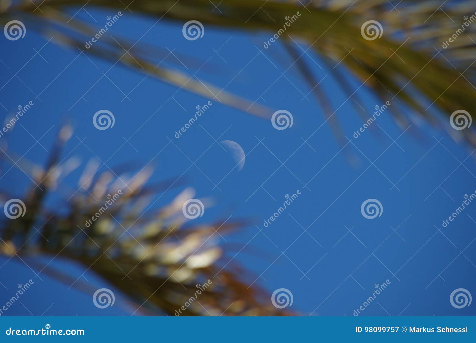 Maan tussen palmen. Het verminderen maan in daglicht tussen palmen op de Canarische Eilanden van fuerteventura