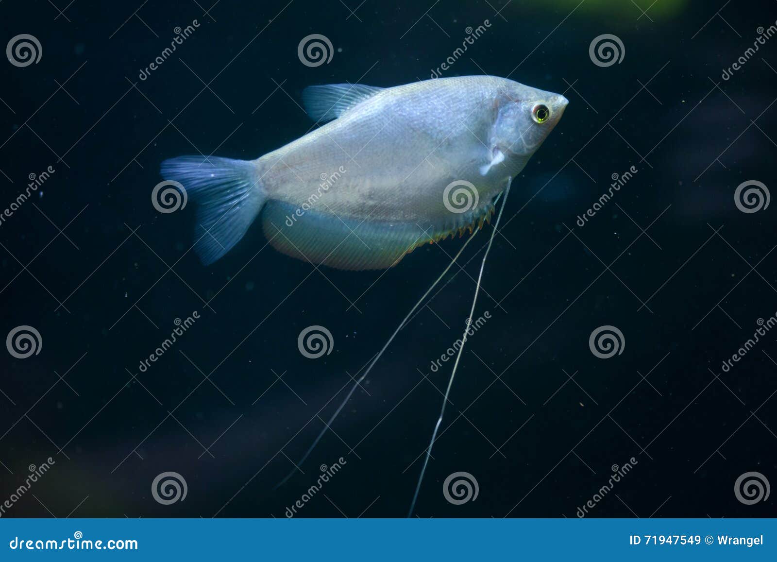 Maanlichtgourami (Trichopodus-microlepis), als mo wordt bekend die ook. Maanlichtgourami (Trichopodus-microlepis), als straal maanlicht dat ookgourami wordt bekend Het wilddier