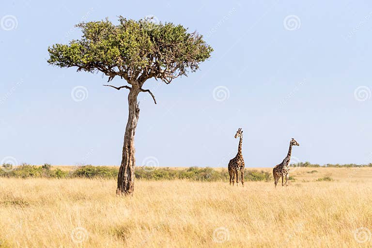 Maasai Giraffe and an Acacia Tree in the Masai Mara Stock Image - Image