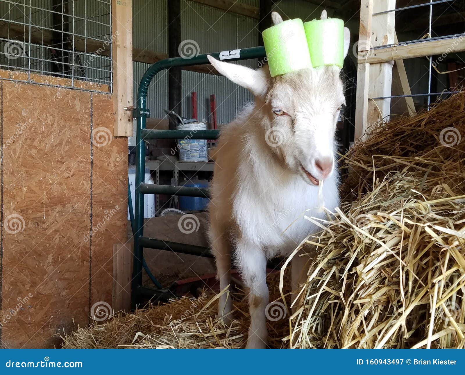 Mac with his pool noodles stock image. Image of goat 160943497