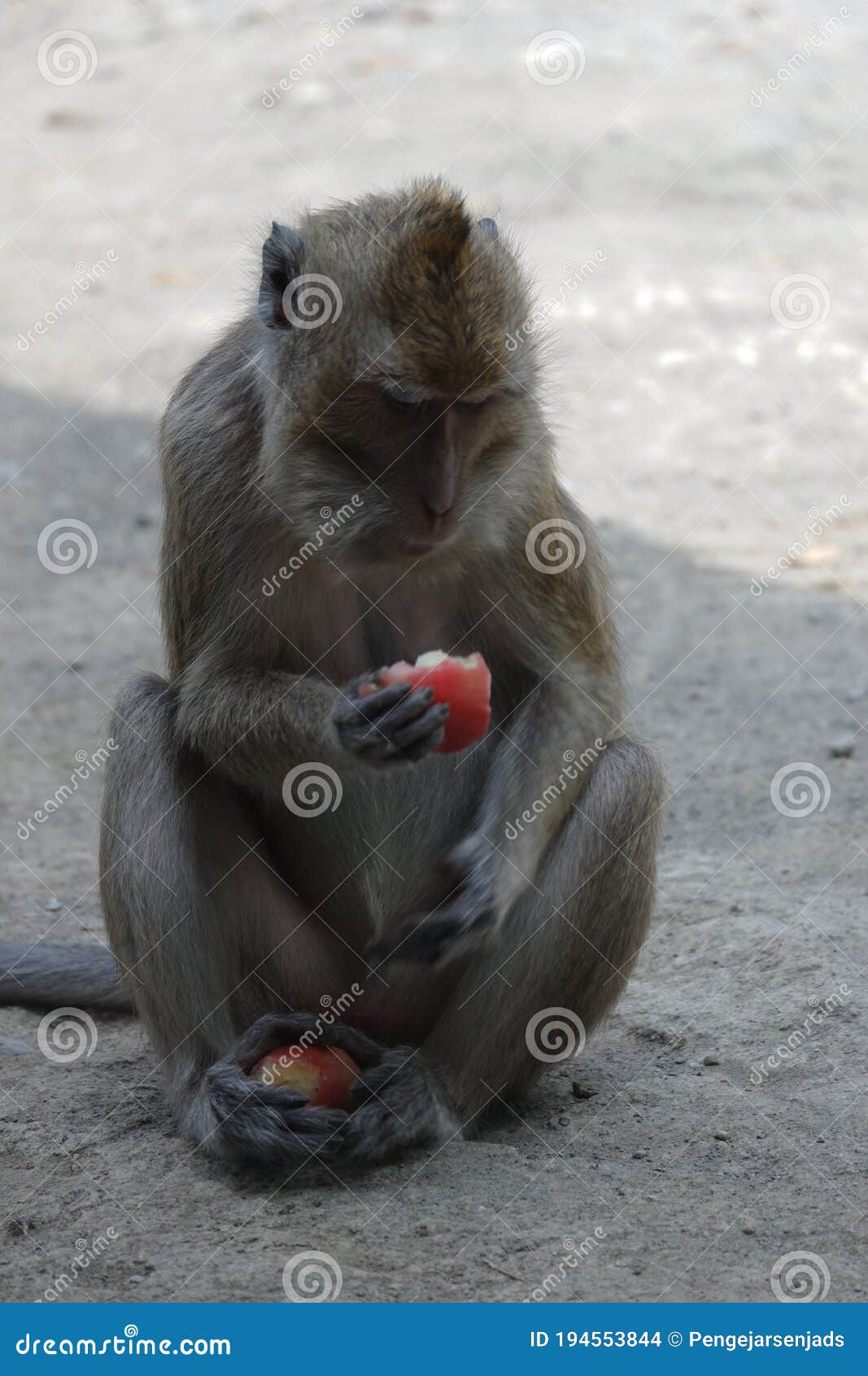 macaca fascicularis long-tailed macaque