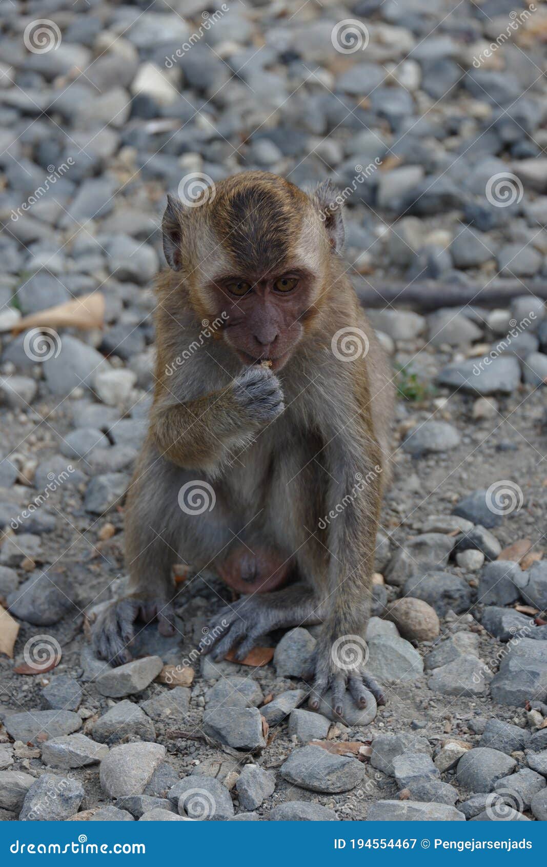 macaca fascicularis long-tailed macaque
