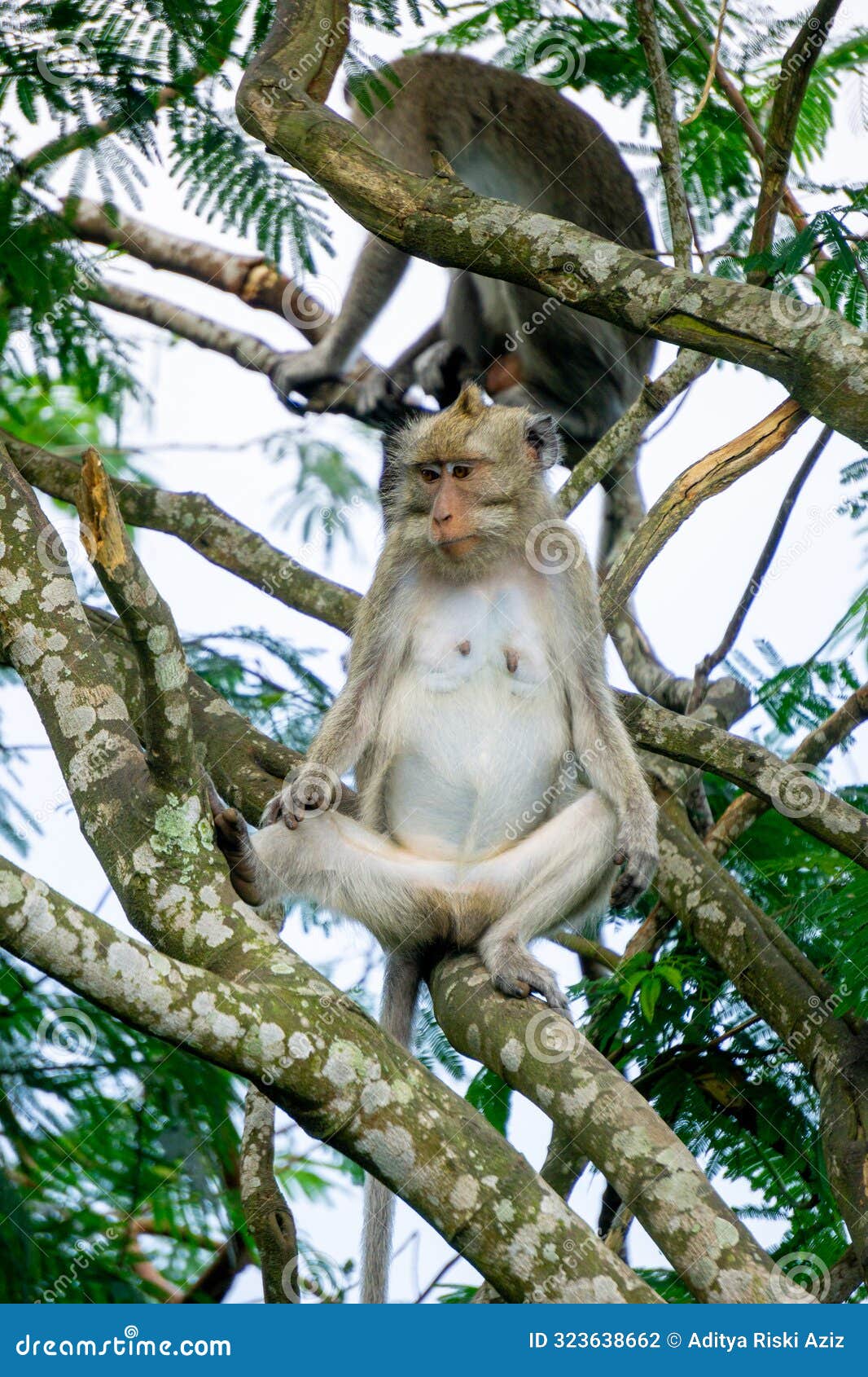 macaca fascicularis (kera ekor panjang, long-tailed macaque, monyet pemakan kepiting, crab-eating monkey) on the tree.