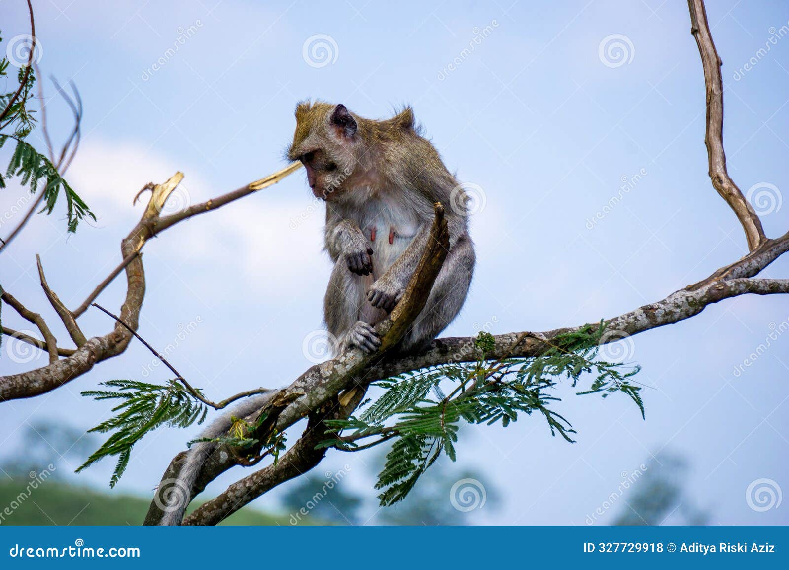 macaca fascicularis (monyet kra, kera ekor panjang, monyet ekor panjang) on the tree.