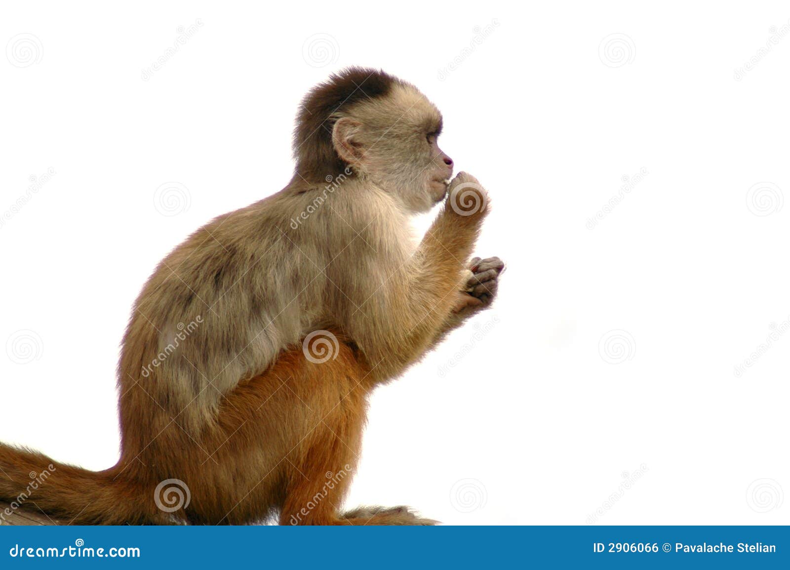 19,594 Fotos de Stock de Macaco Branco Da Cara - Fotos de Stock Gratuitas e  Sem Fidelização a partir da Dreamstime