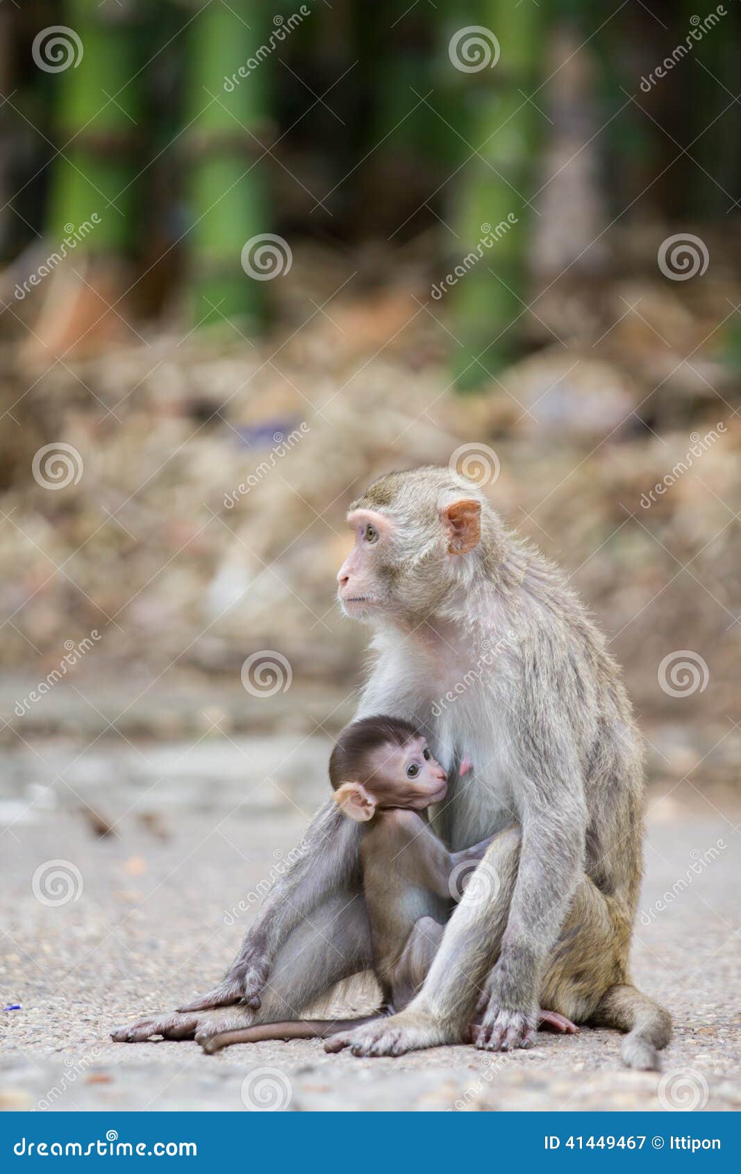 Macacos Fofos, Macaco Bebê. Foto Royalty Free, Gravuras, Imagens e Banco de  fotografias. Image 76054676