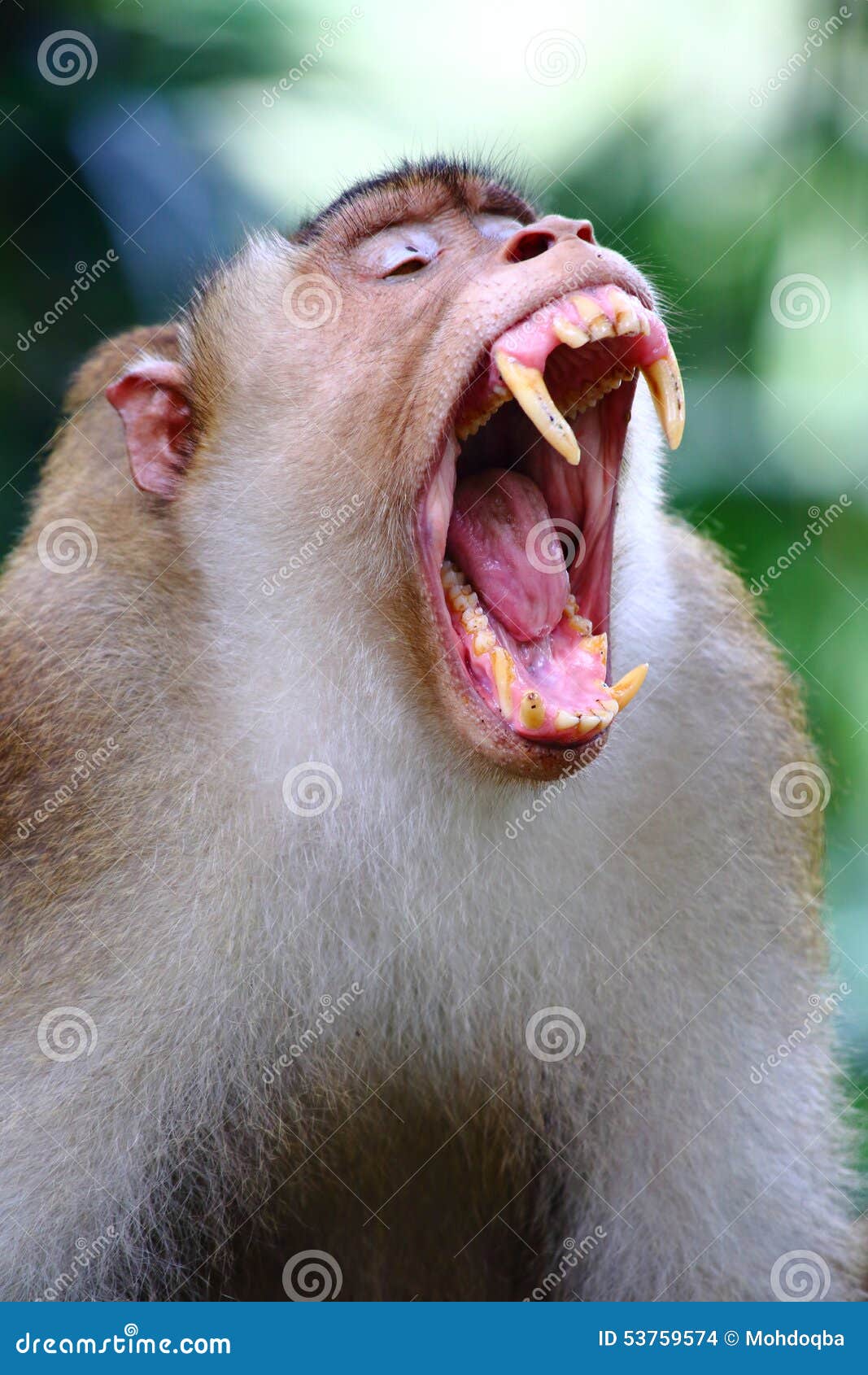 Macaco Chimpanzé Retrato Ao Ar Livre Foto de Stock - Imagem de dentes,  animal: 272533470