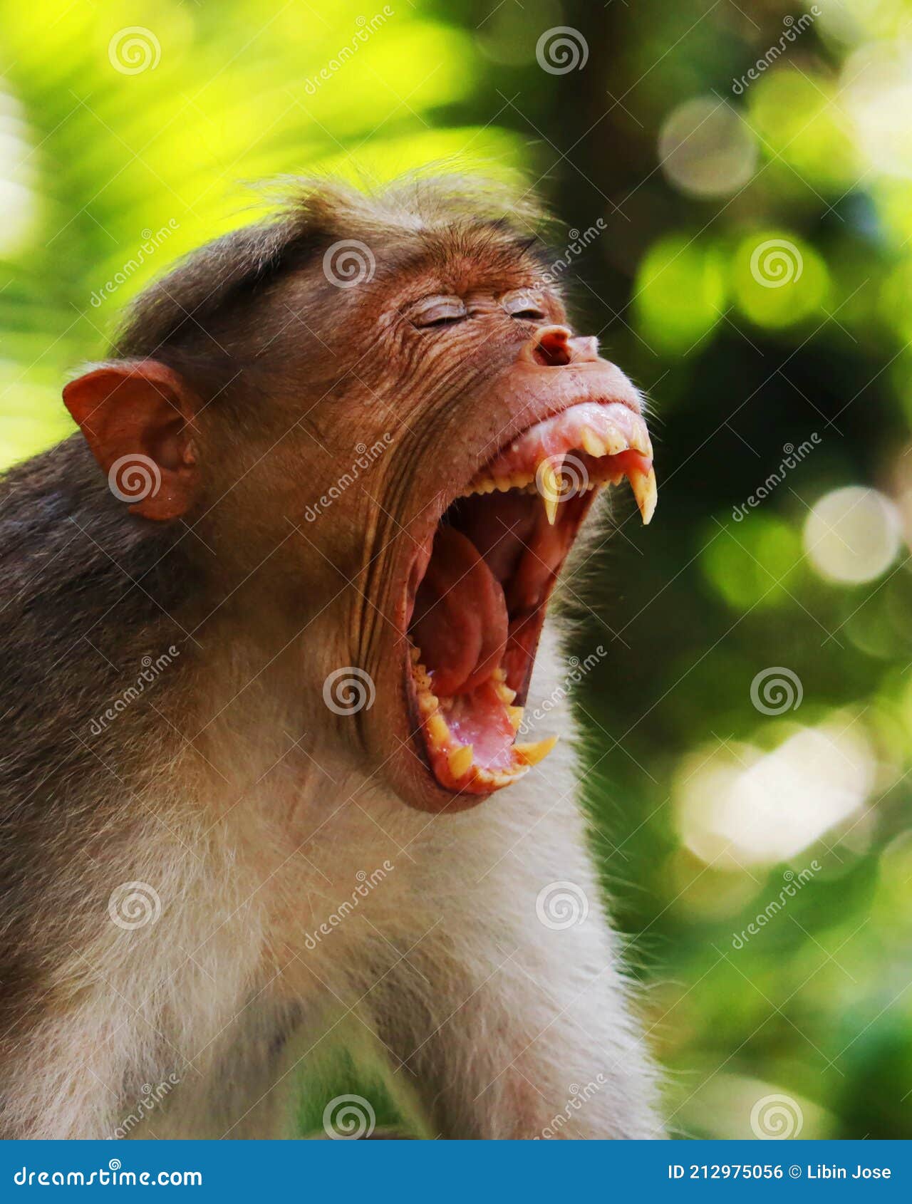 Macaco Chimpanzé Retrato Ao Ar Livre Foto de Stock - Imagem de dentes,  animal: 272533470