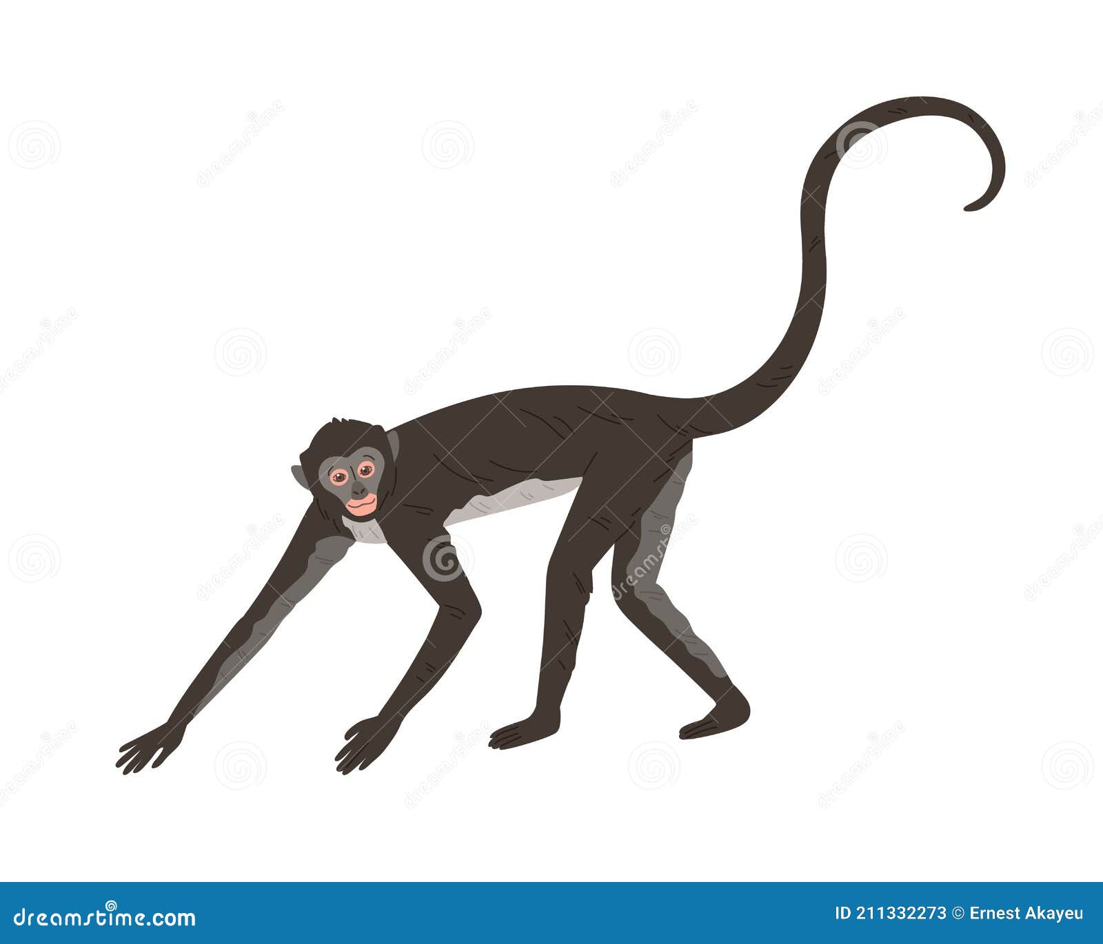 Macaco-aranha Andante Com Pelo Preto E Cinzento Cabeça Pequena Com