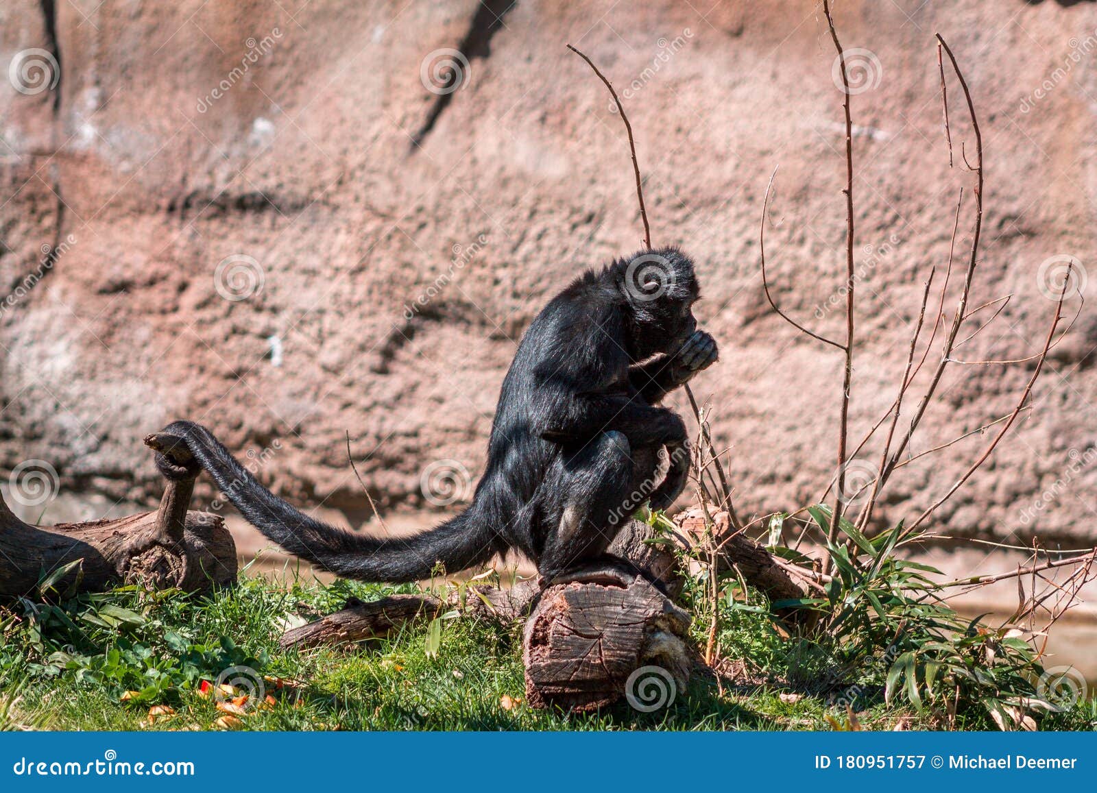 Fotos de Macaco aranha, Imagens de Macaco aranha sem royalties