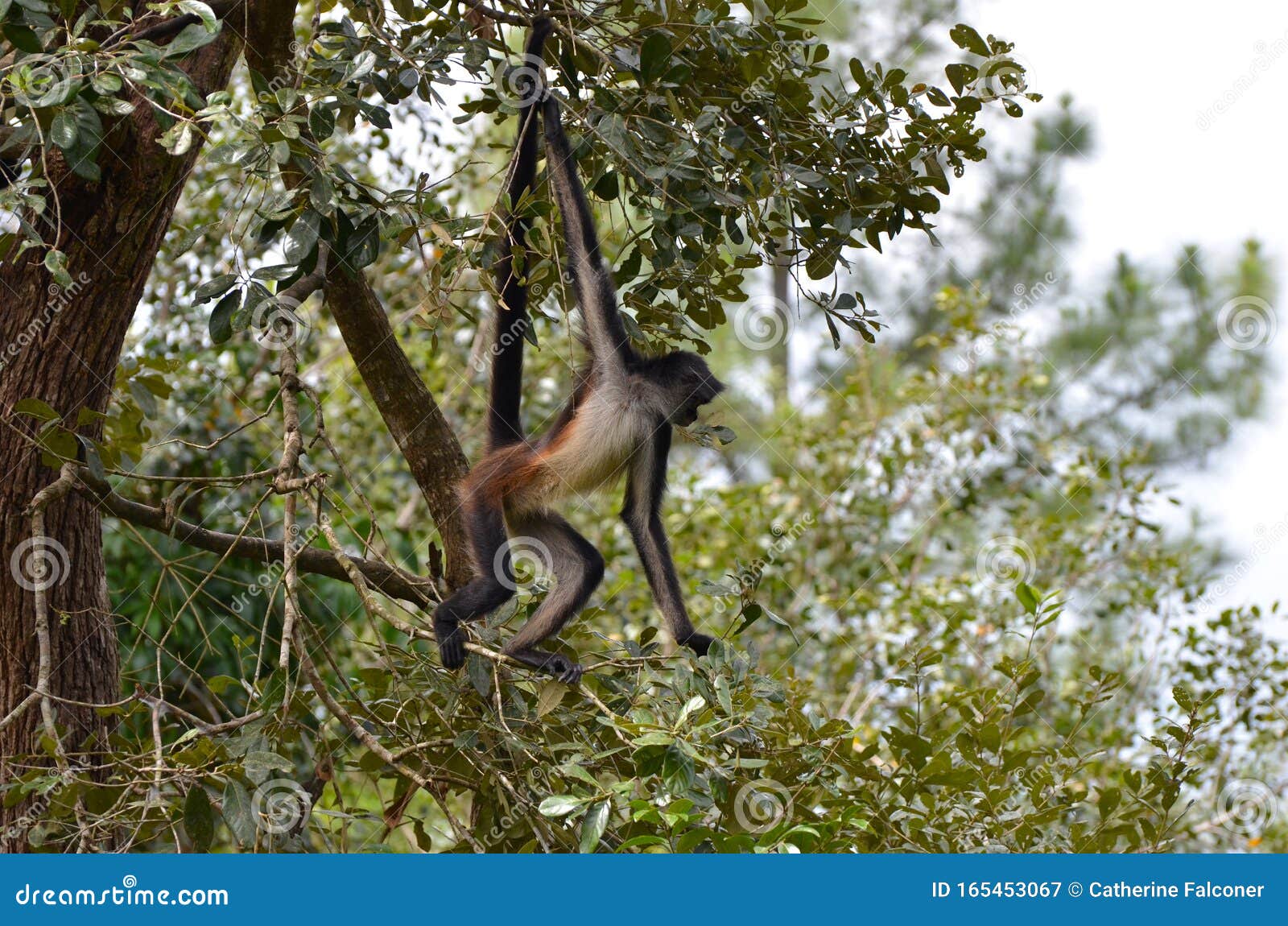 Macaco-aranha-de-geoffroy Fotografia, Fotos