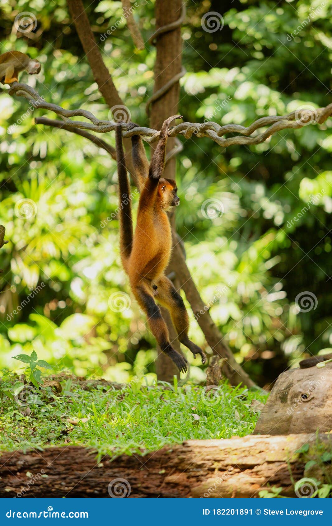 Macaco-aranha fofo em um zoológico