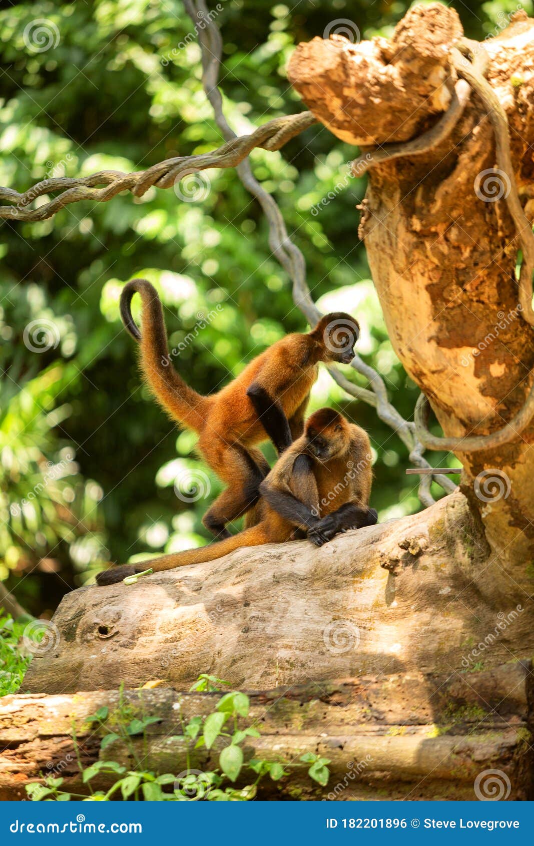 Macaco-aranha fofo em um zoológico