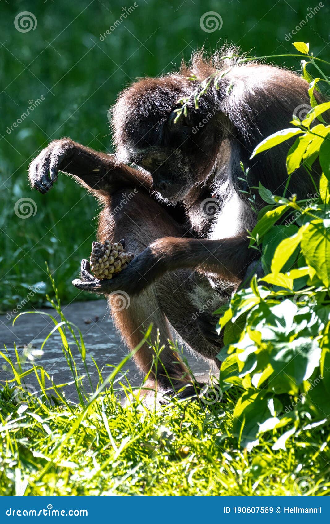 macaco aranha Stock Photo