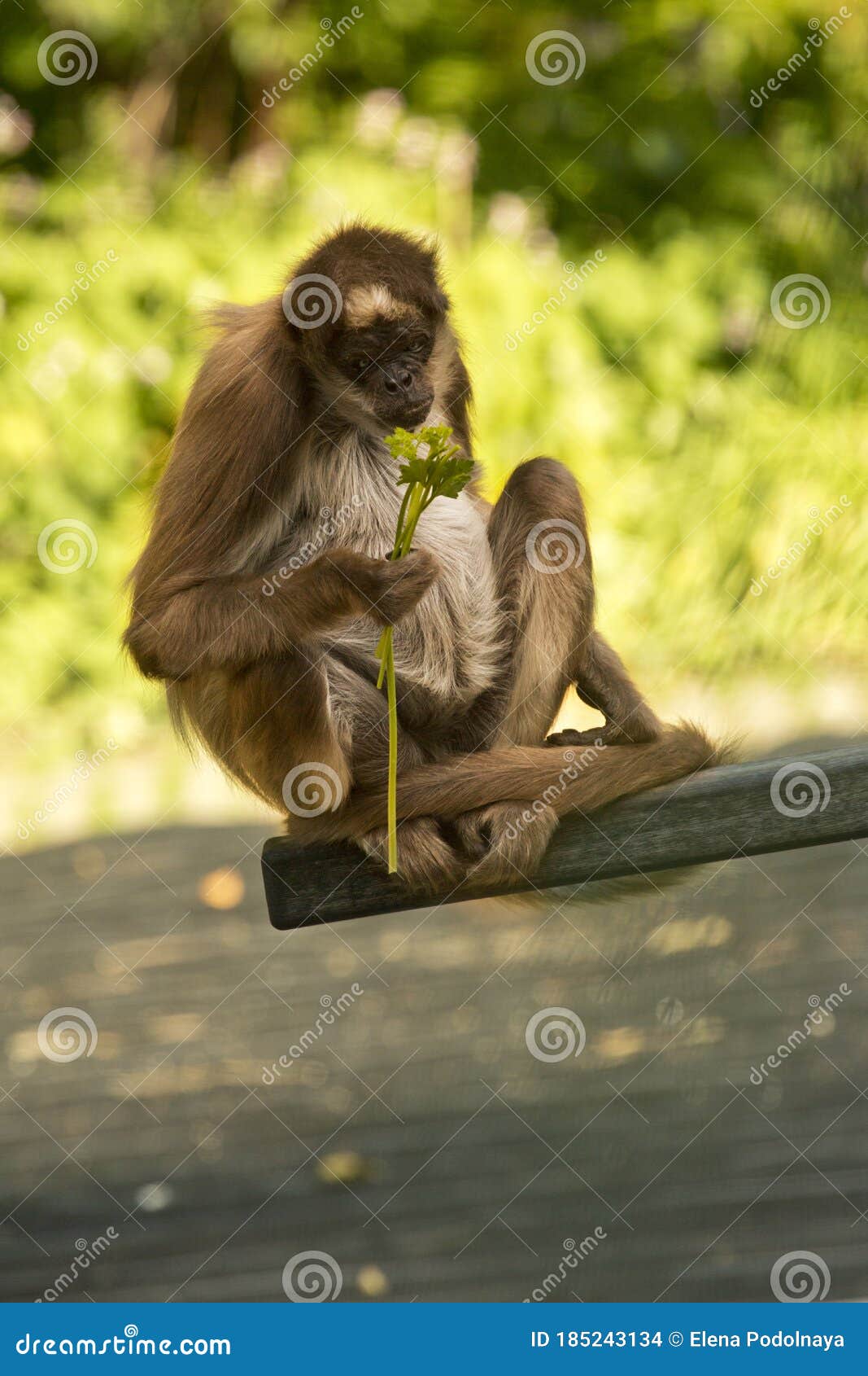 Macaco-aranha variegado imagem de stock. Imagem de rabugento