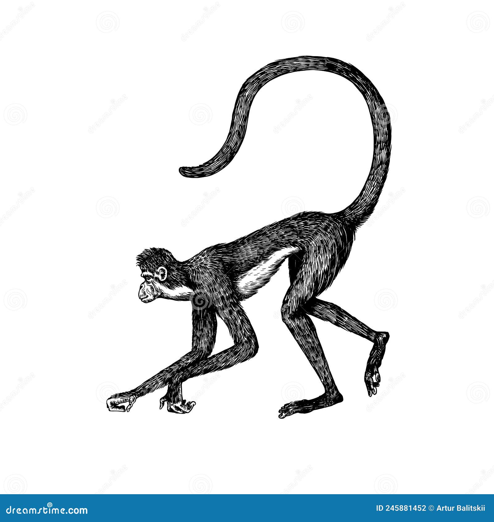 110+ Macaco Aranha Ilustração de stock, gráficos vetoriais e