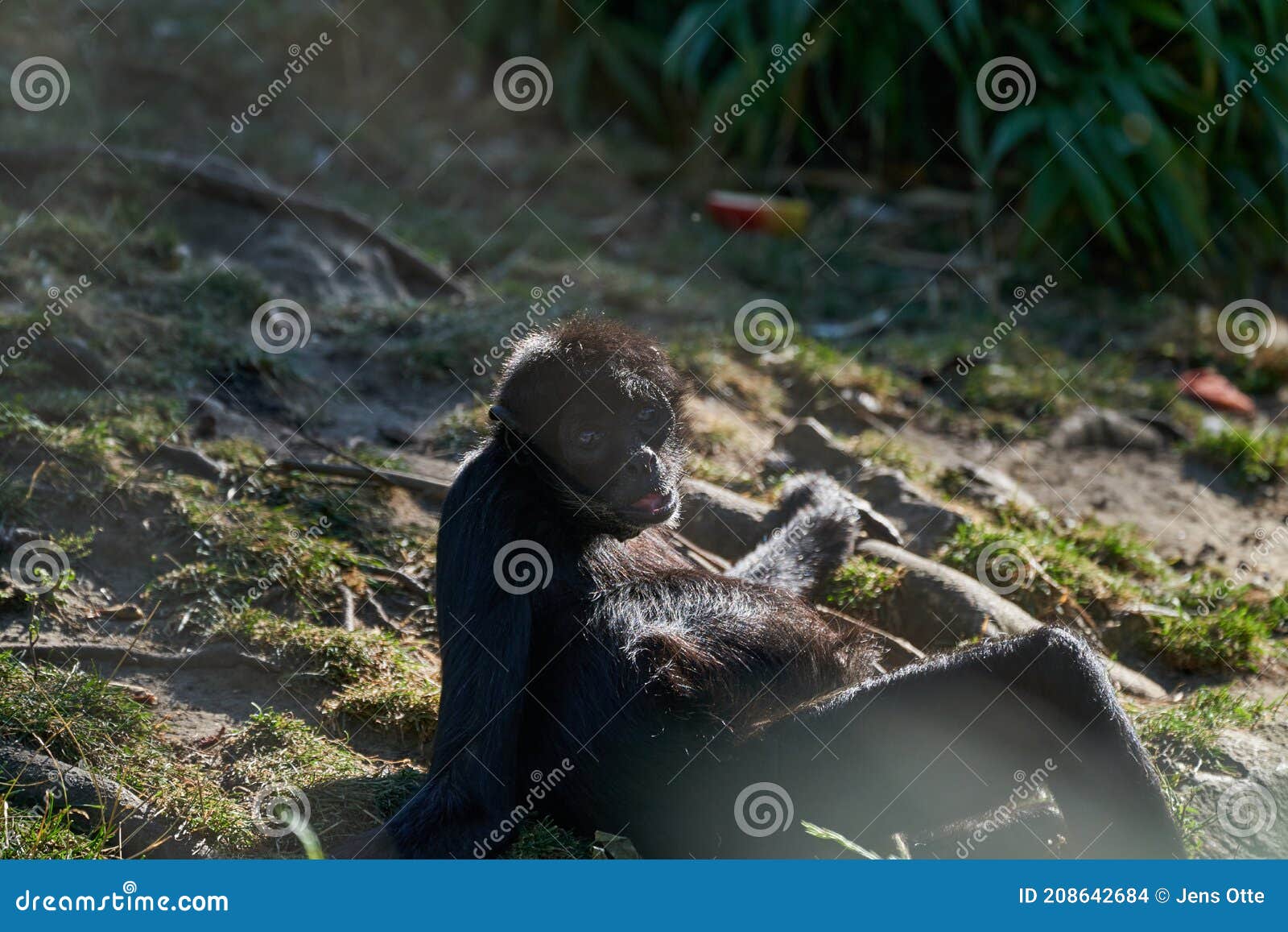 Macaco-aranha-preto