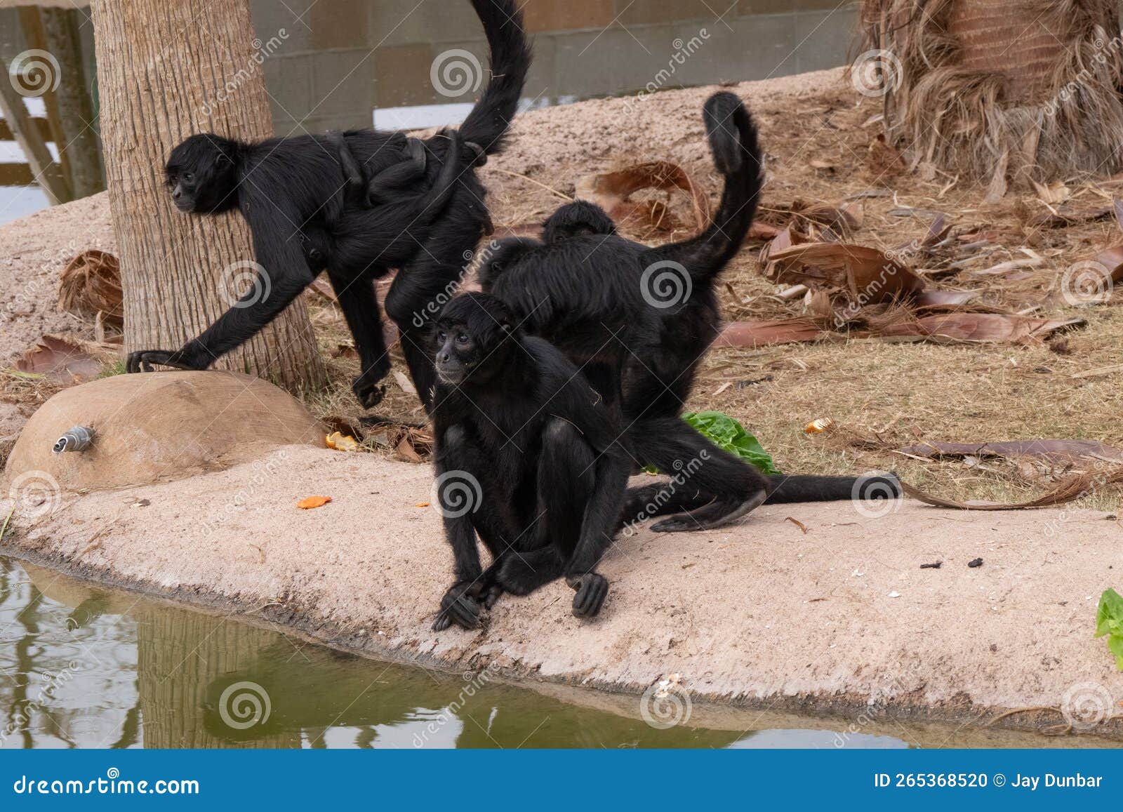 Macaco-aranha-preto