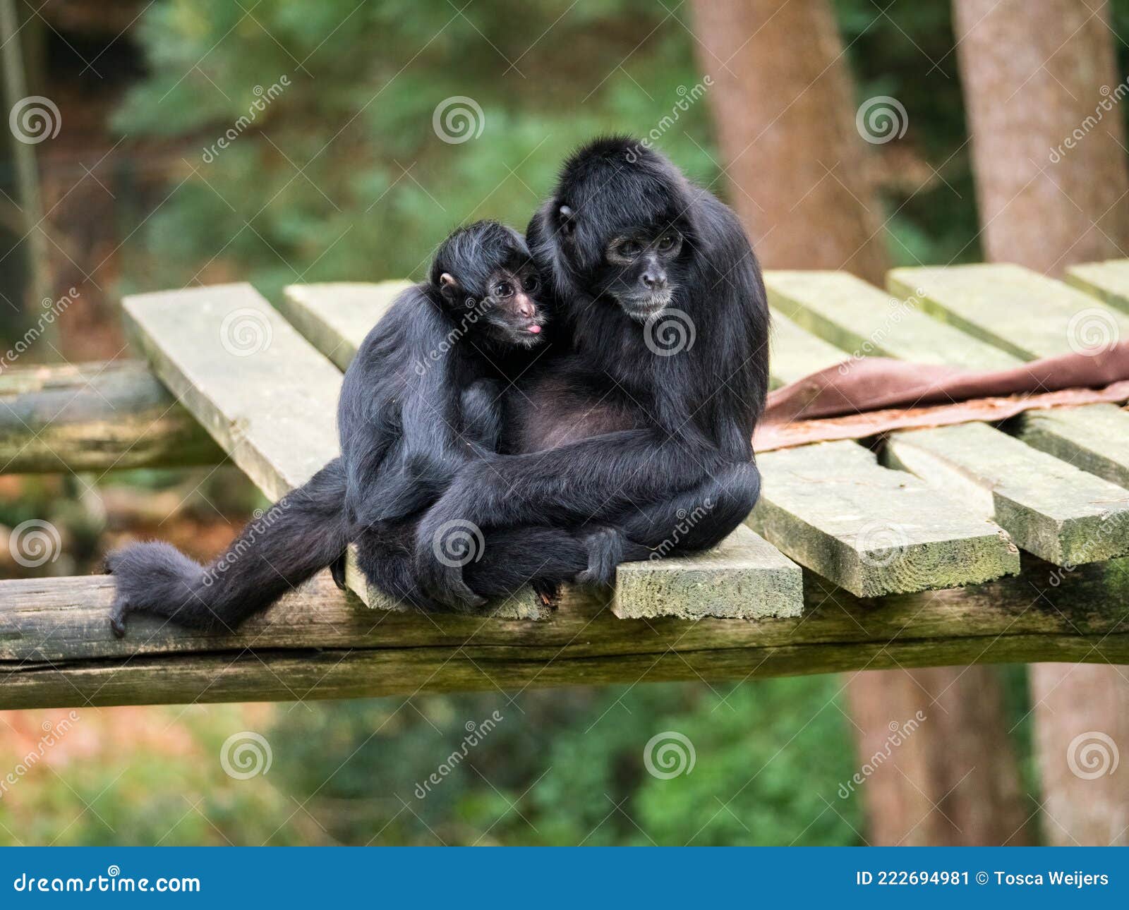 Despedida - Zoo Rio de Janeiro, Macaco-aranha-preto (Ateles…