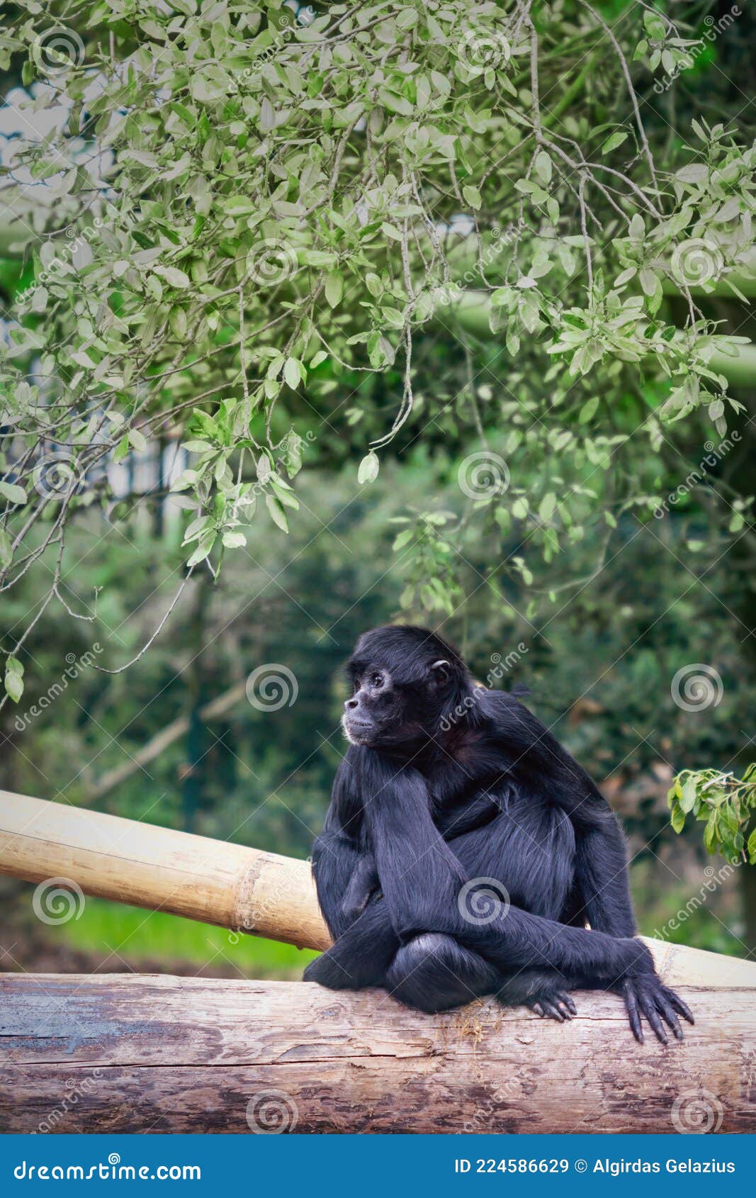 Foto de Preto Macacoaranha e mais fotos de stock de Macaco-aranha