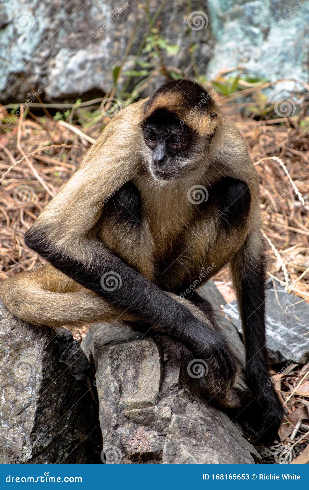 Macaco-aranha Sentado Numa Rocha, Que Fica Quieto Imagem de Stock