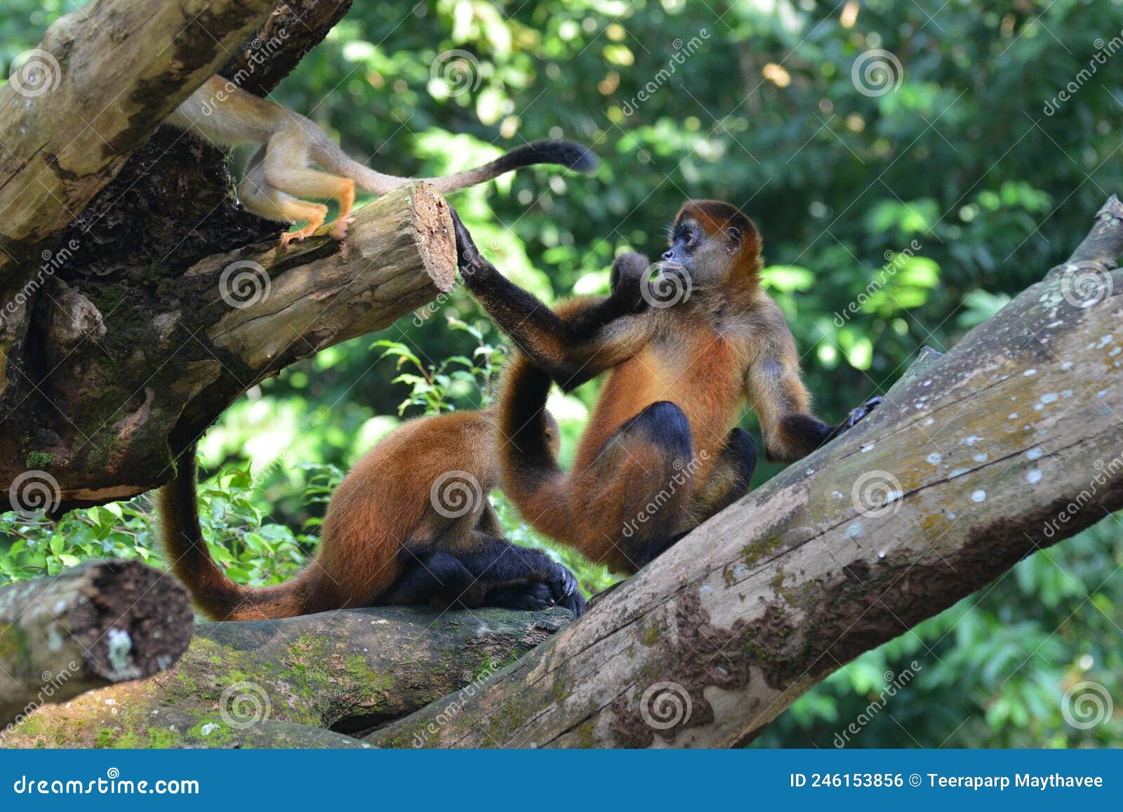 Macaco-aranha fofo em um zoológico