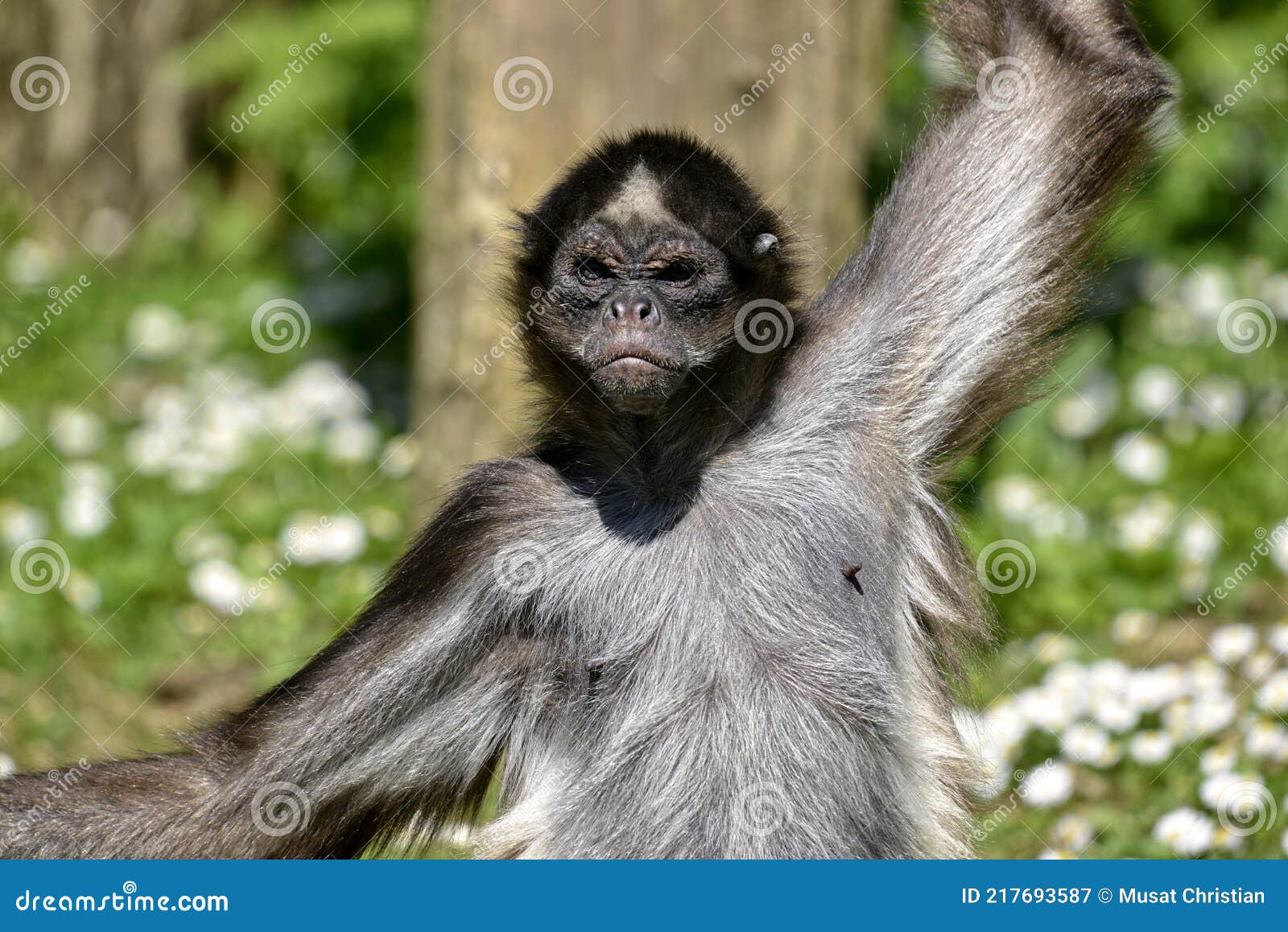 Macaco Aranha 