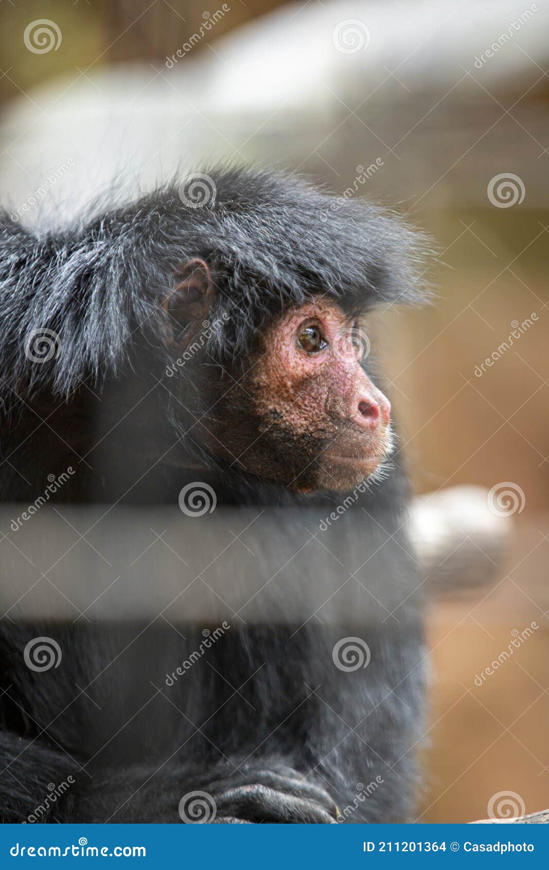 Fotos de Macaco aranha, Imagens de Macaco aranha sem royalties