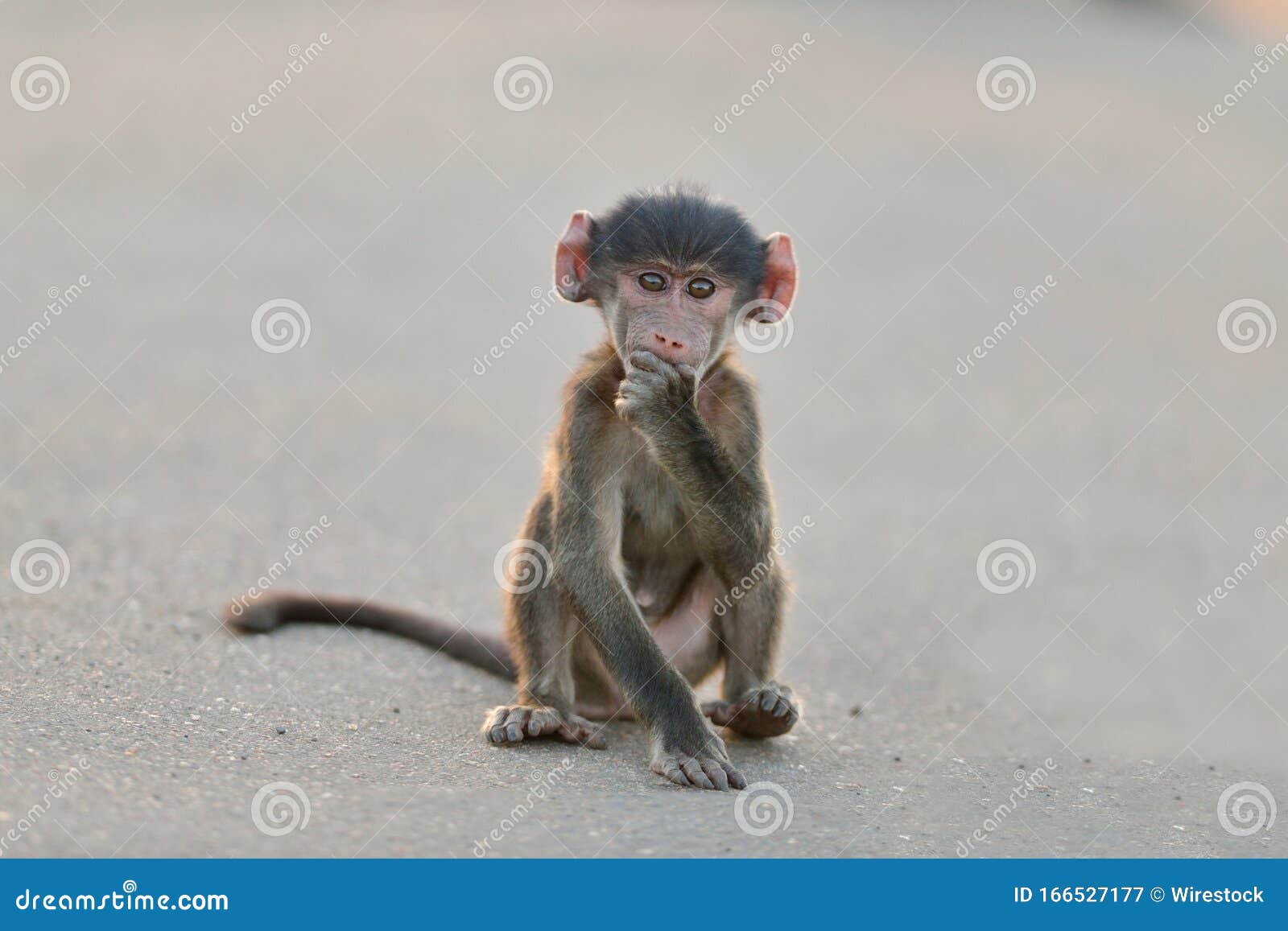 Lindo Macaco Fofo Gerado Por IA Foto Royalty Free, Gravuras