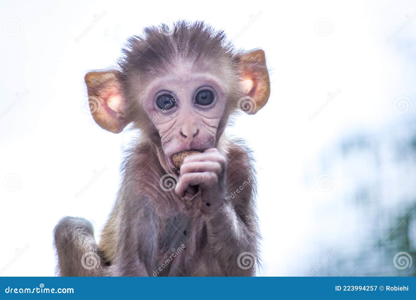 Retrato Fofo Do Macaco Bebê Foto de Stock - Imagem de criatura, milha:  187888246