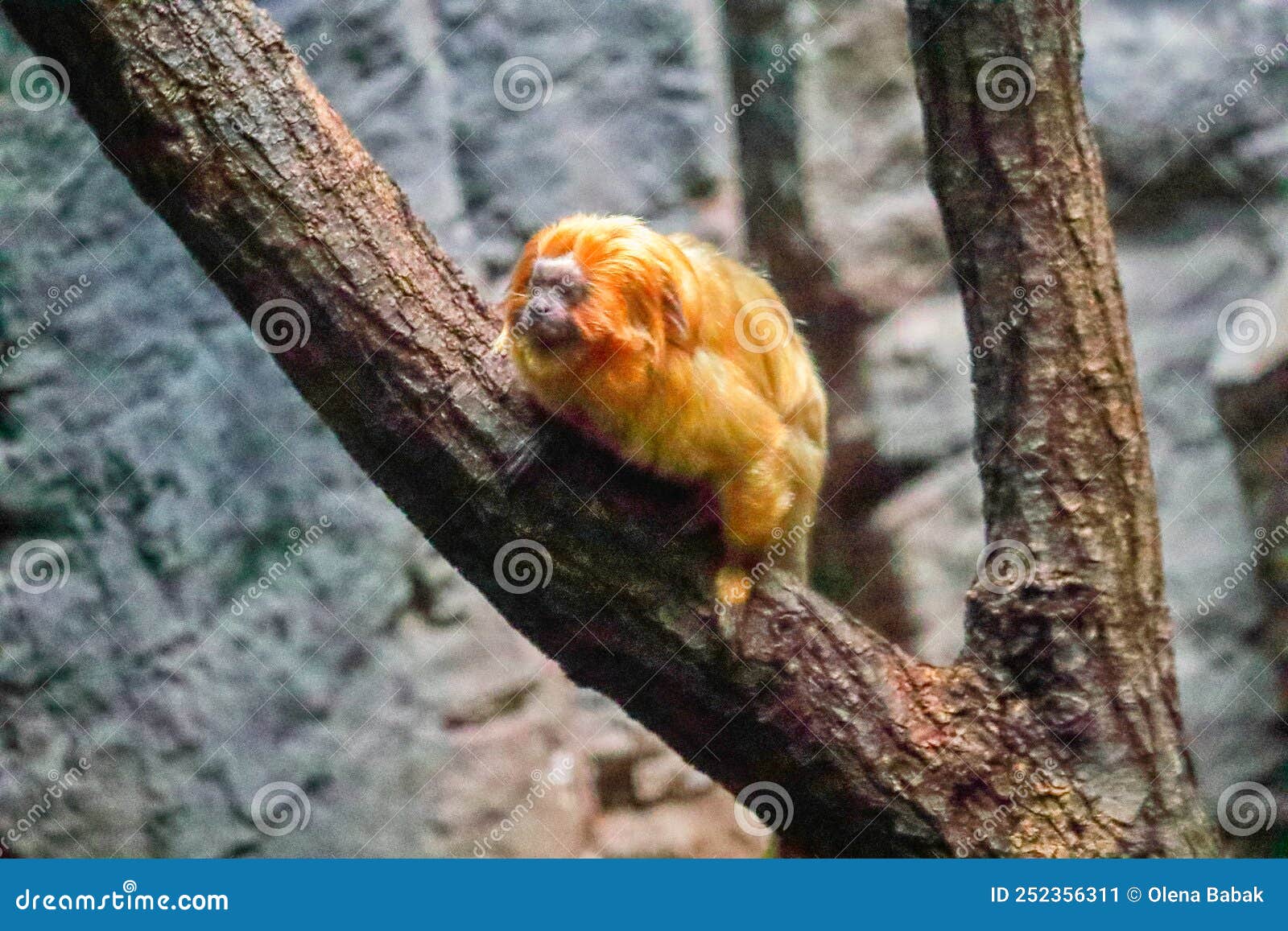 Foto de Macacodetufosbrancos e mais fotos de stock de Macaco - Macaco,  Sagui, Fundo Branco - iStock