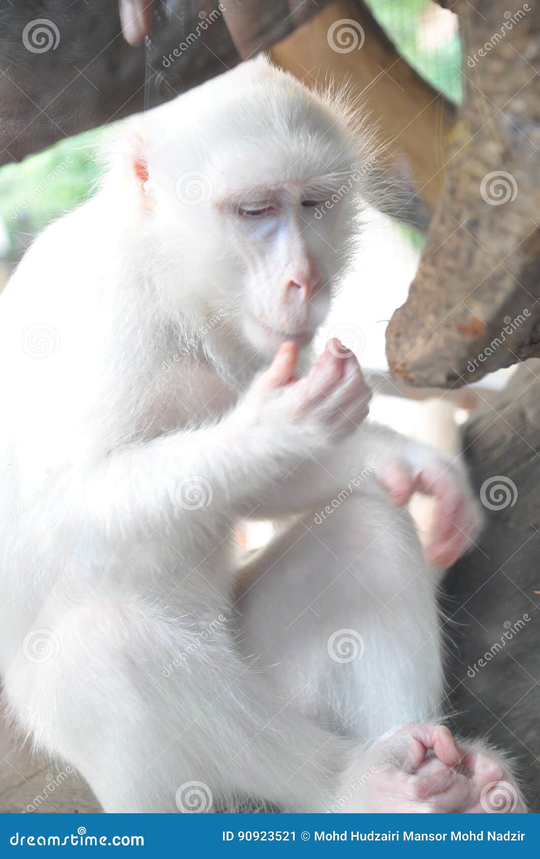 Macaco branco imagem de stock. Imagem de mostras, macaco - 90923521