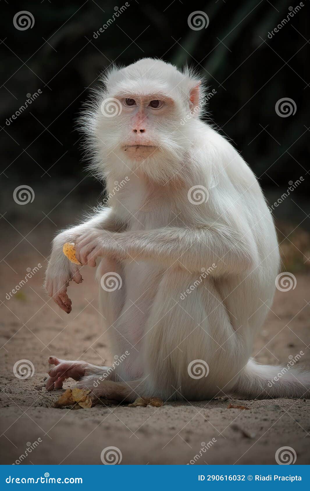 Bonito desenho de macaco albino